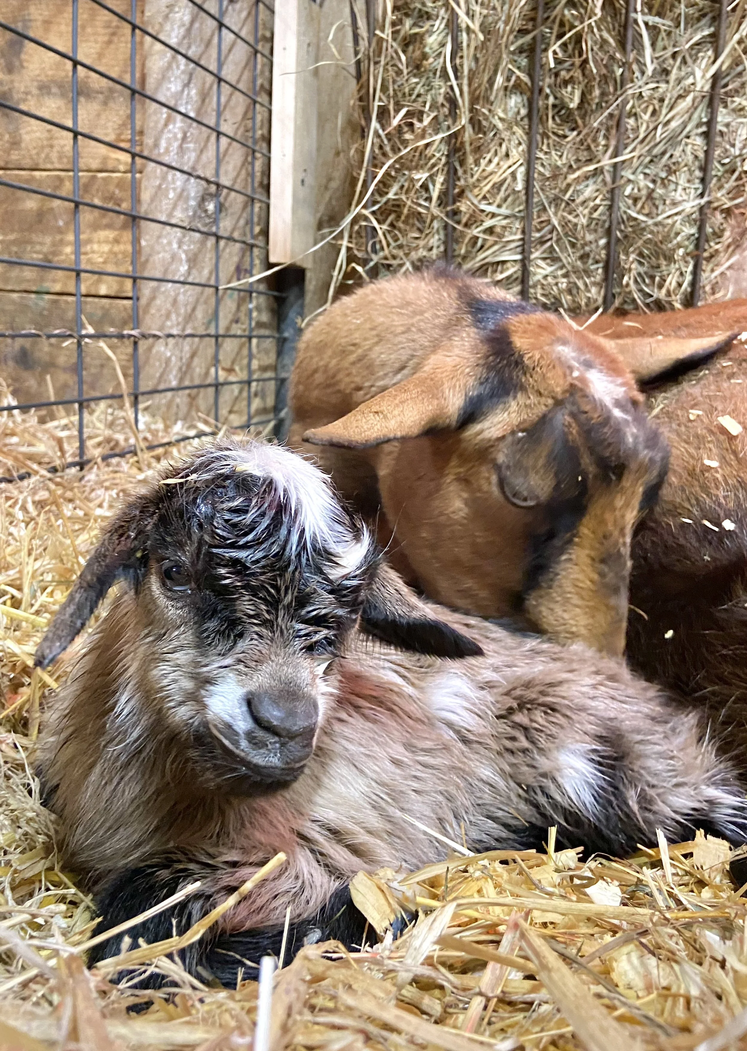 Feb. 11th, 2025 - Shivoo with her newborn kids