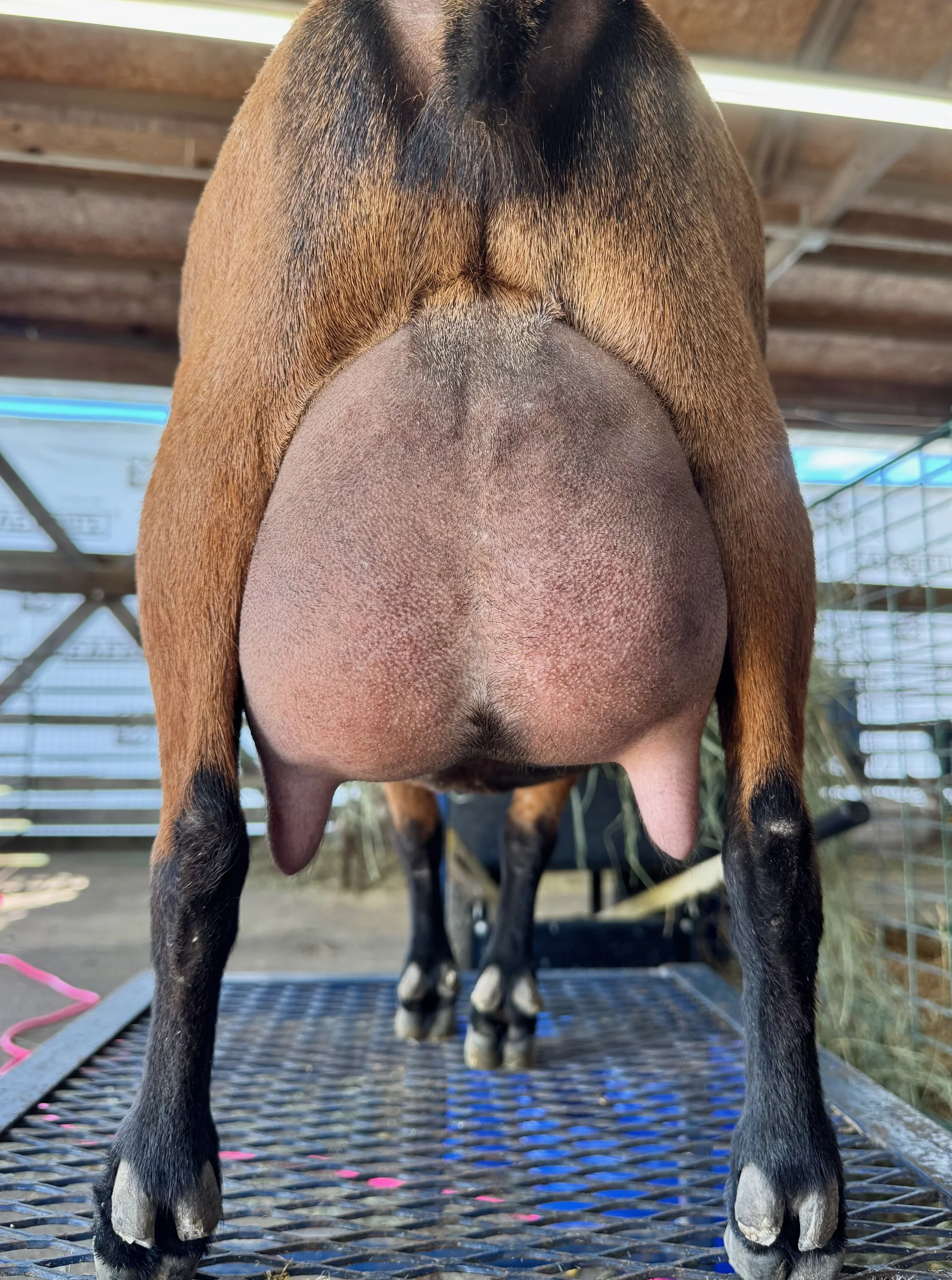 June 2026 - 6th freshening. Taken after Shivoo's kids were pulled at birth, she was then milked once daily, then moved to a new herd. Photo courtesy of Alicia Moe