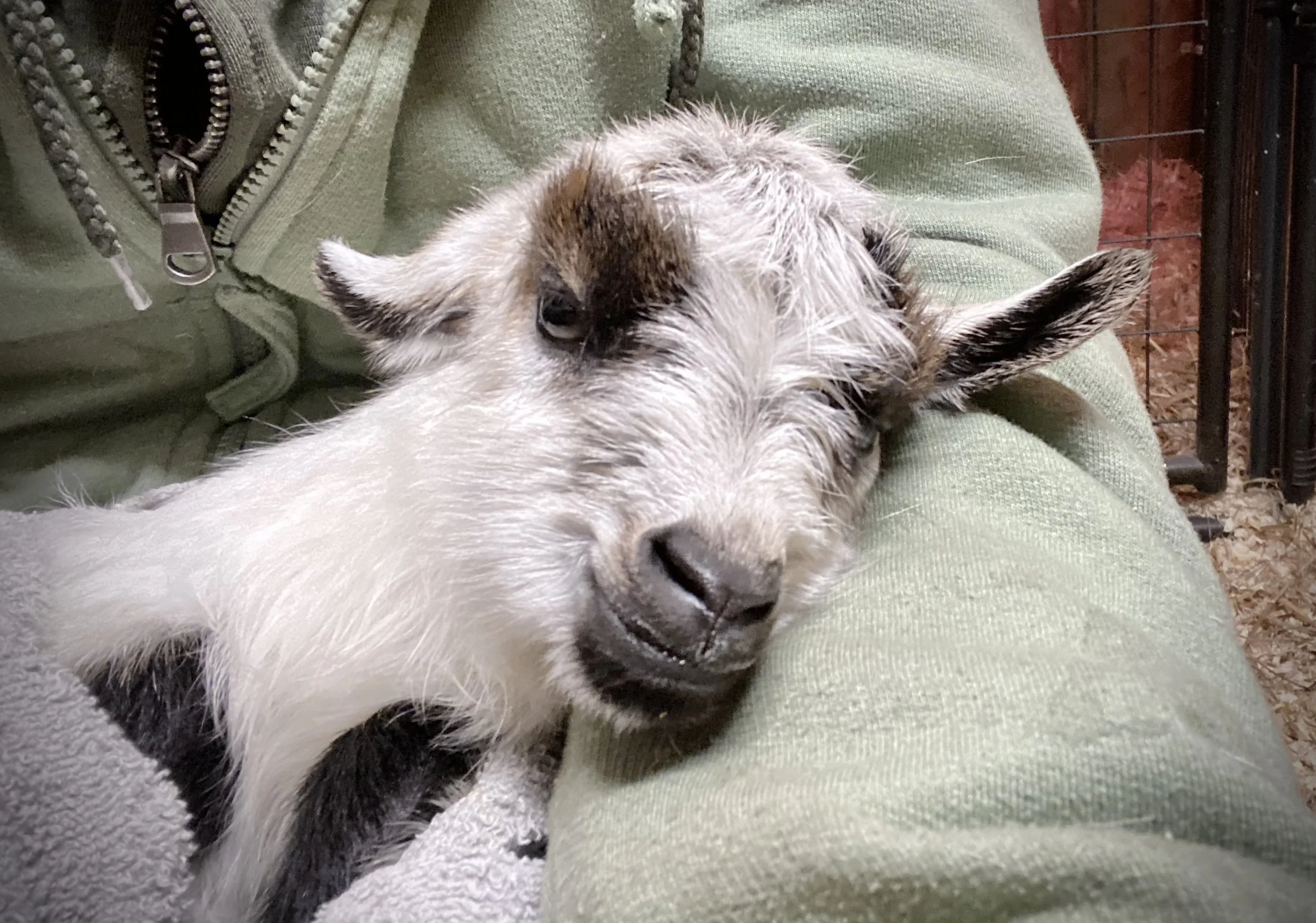 2/8/2025 Newborn