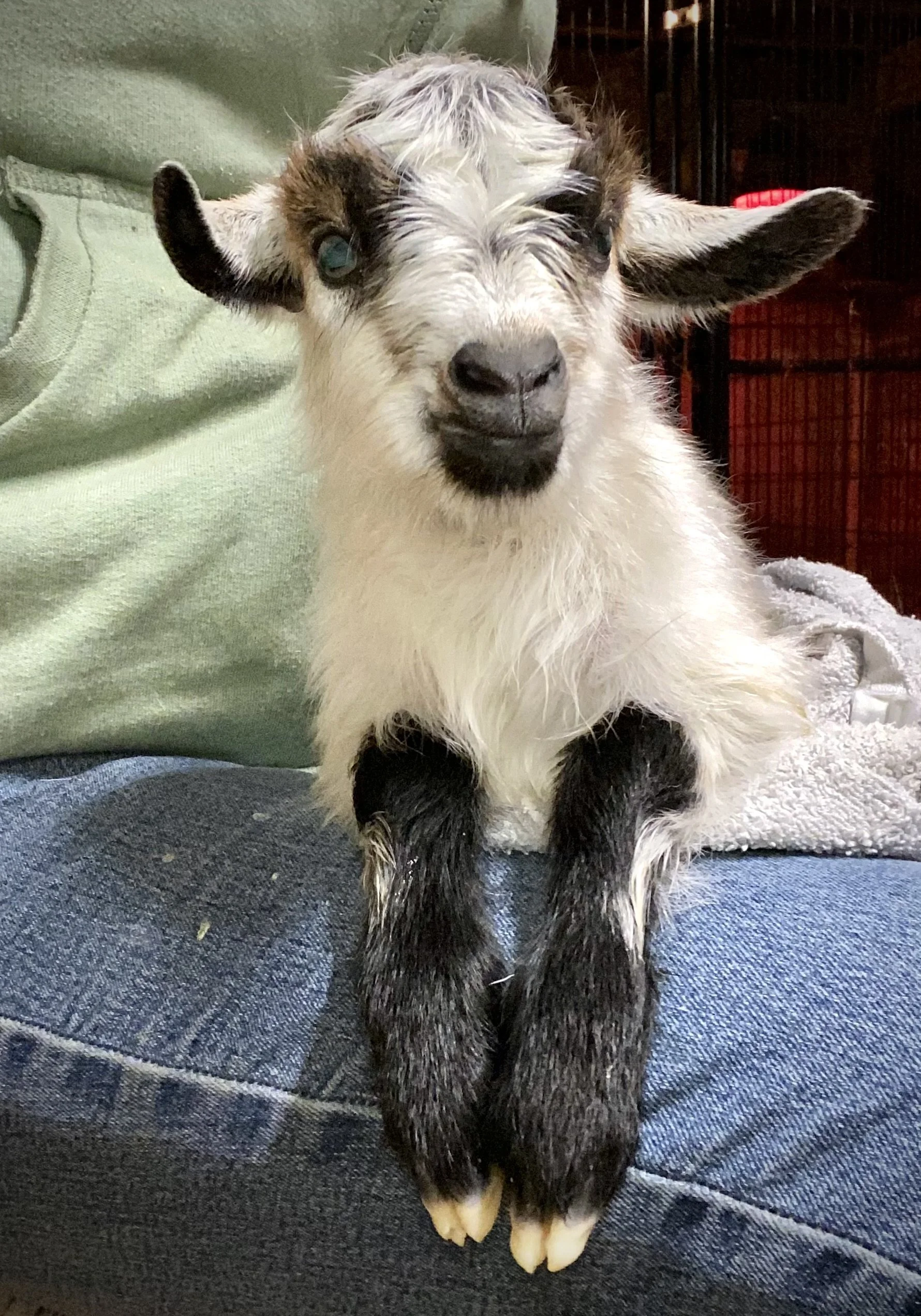2/8/2025 Newborn