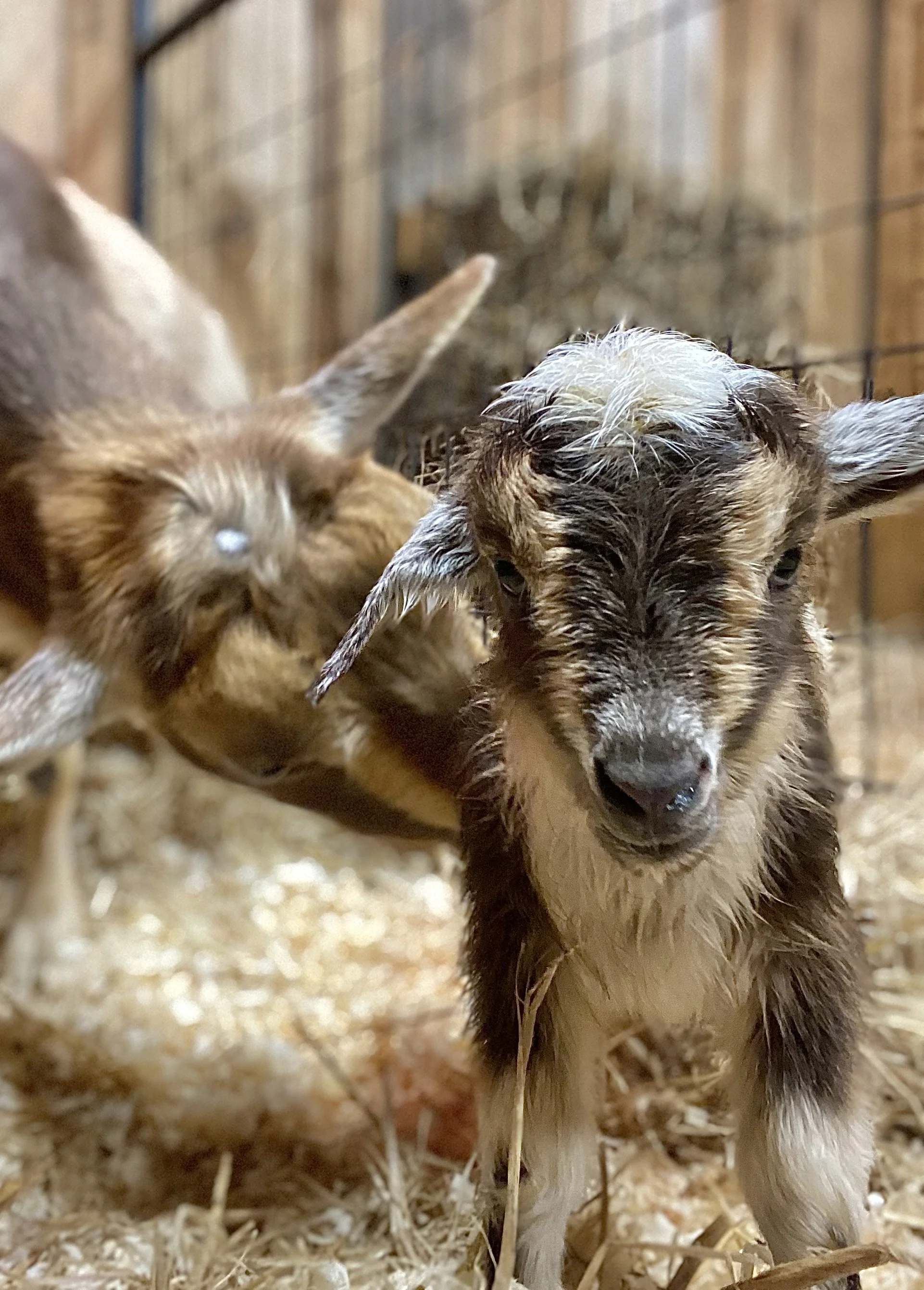 Feb. 7th, 2025 - Zelle with her newborn doeling; ZVanna Rider