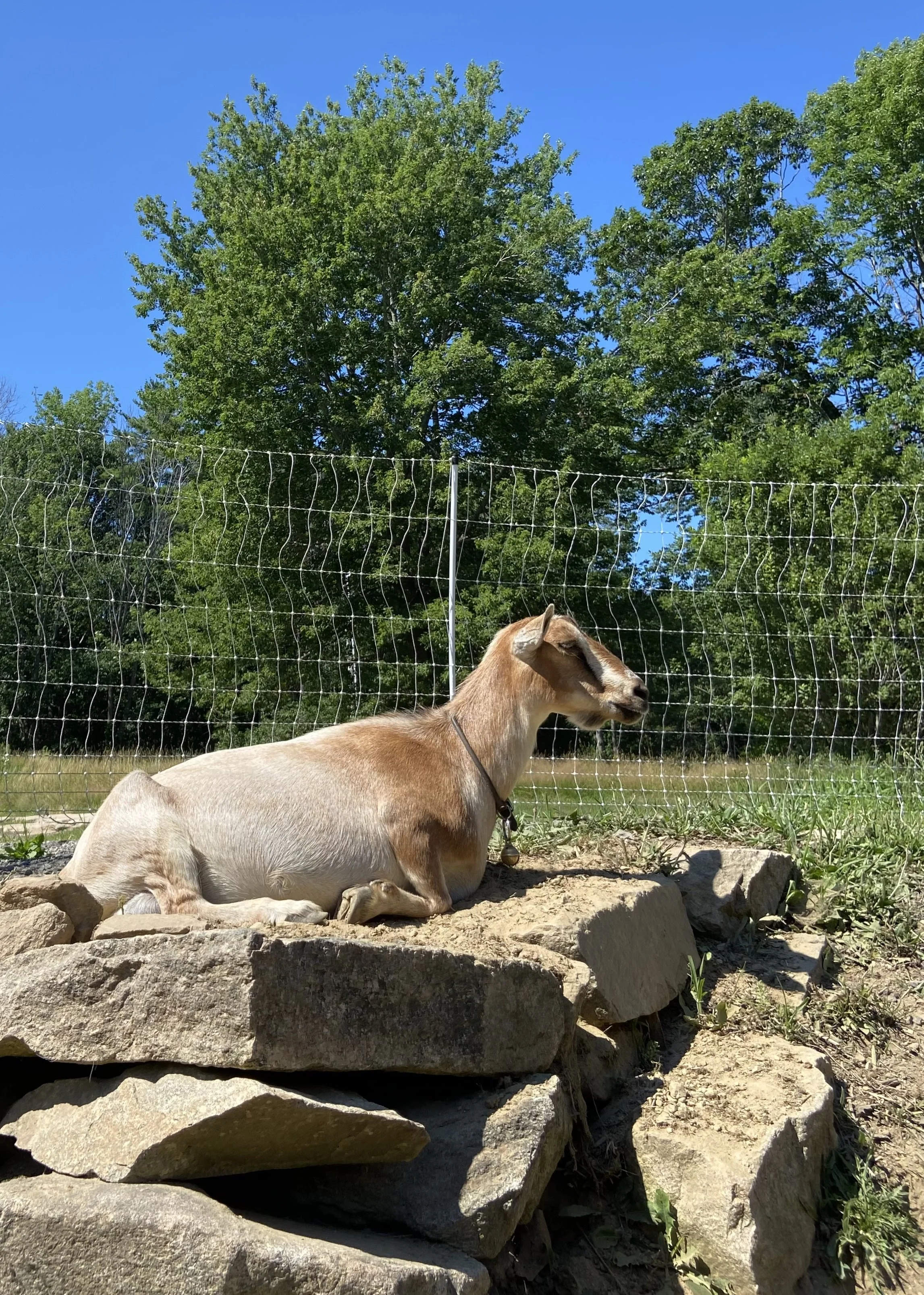 July 12th 2026 - lounging Impala