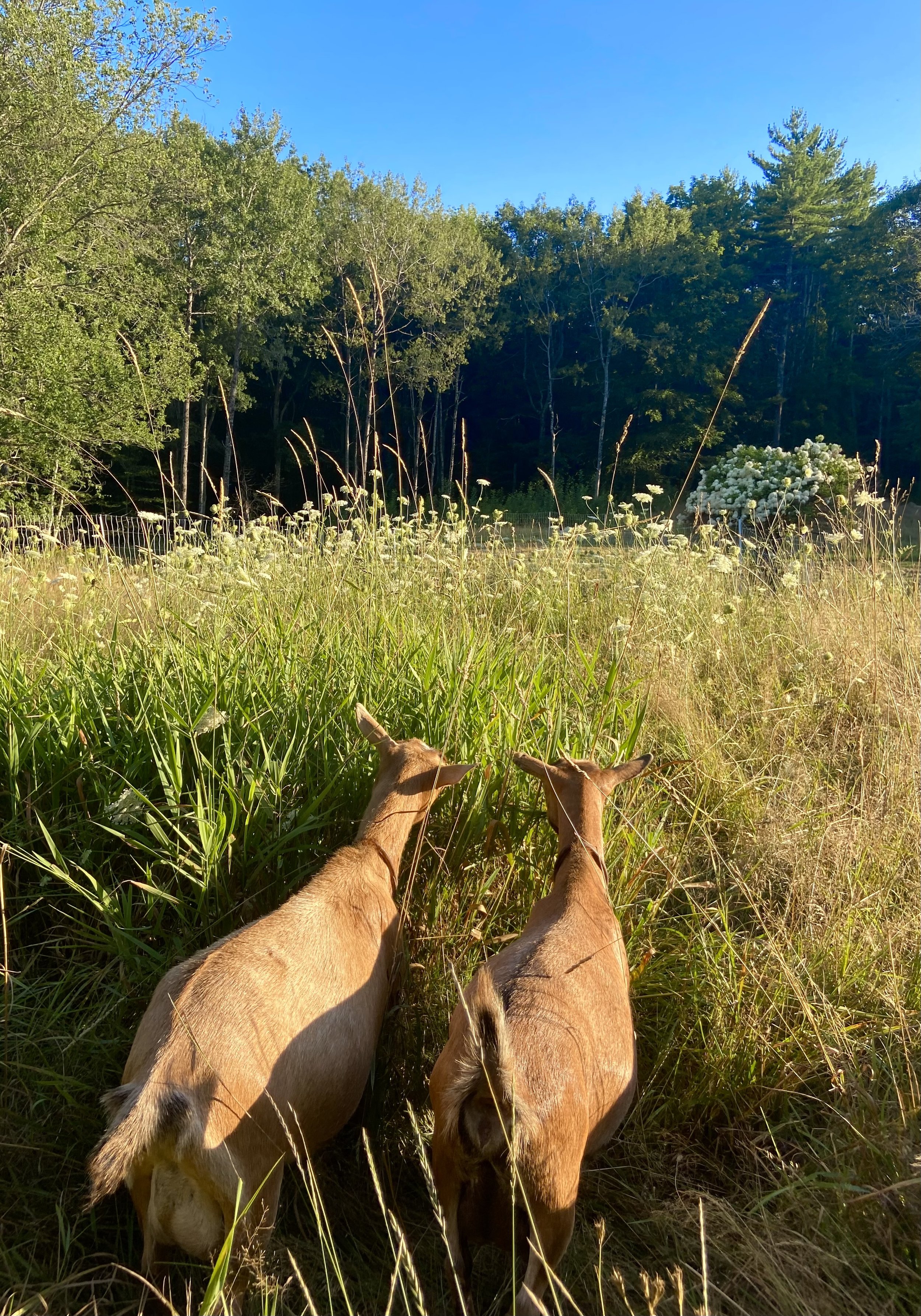 Coffee on right w/Blondi on the left - 8-2-26