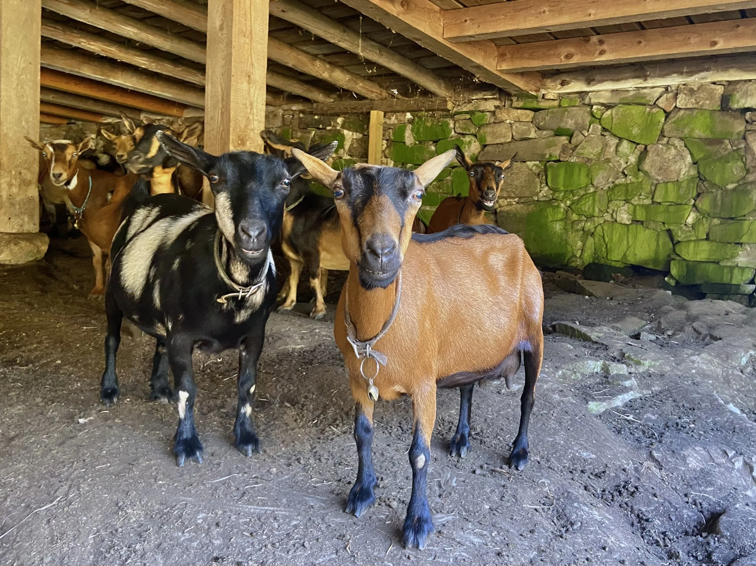 8/7/2026 - Skinny w/her daughter; Kate Moss, staying cool under the barn