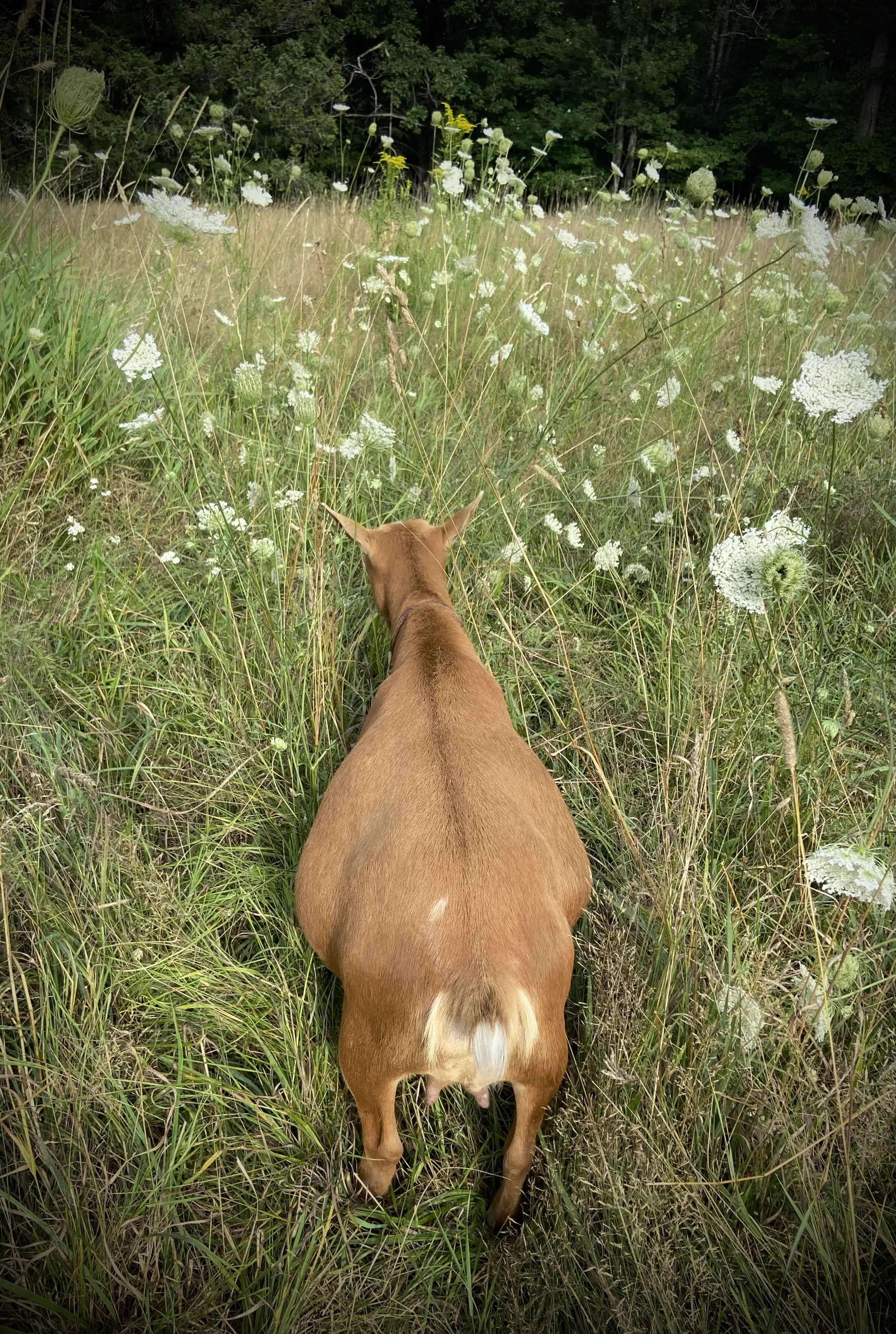 8/2/2026