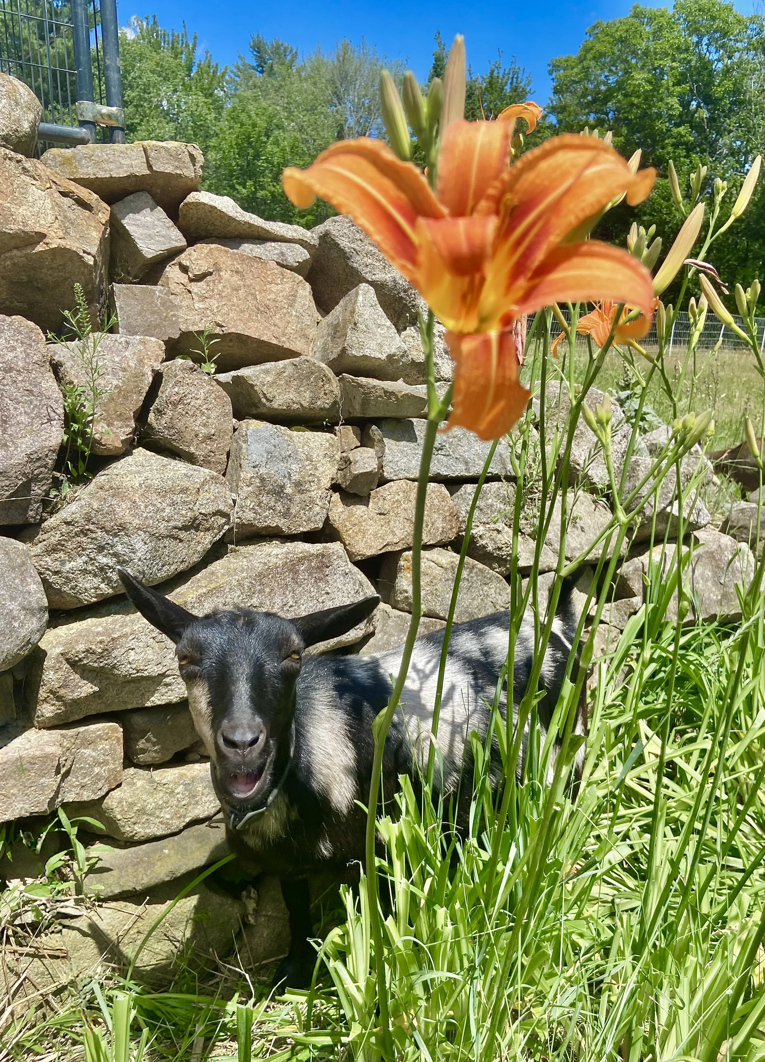6-25-2026