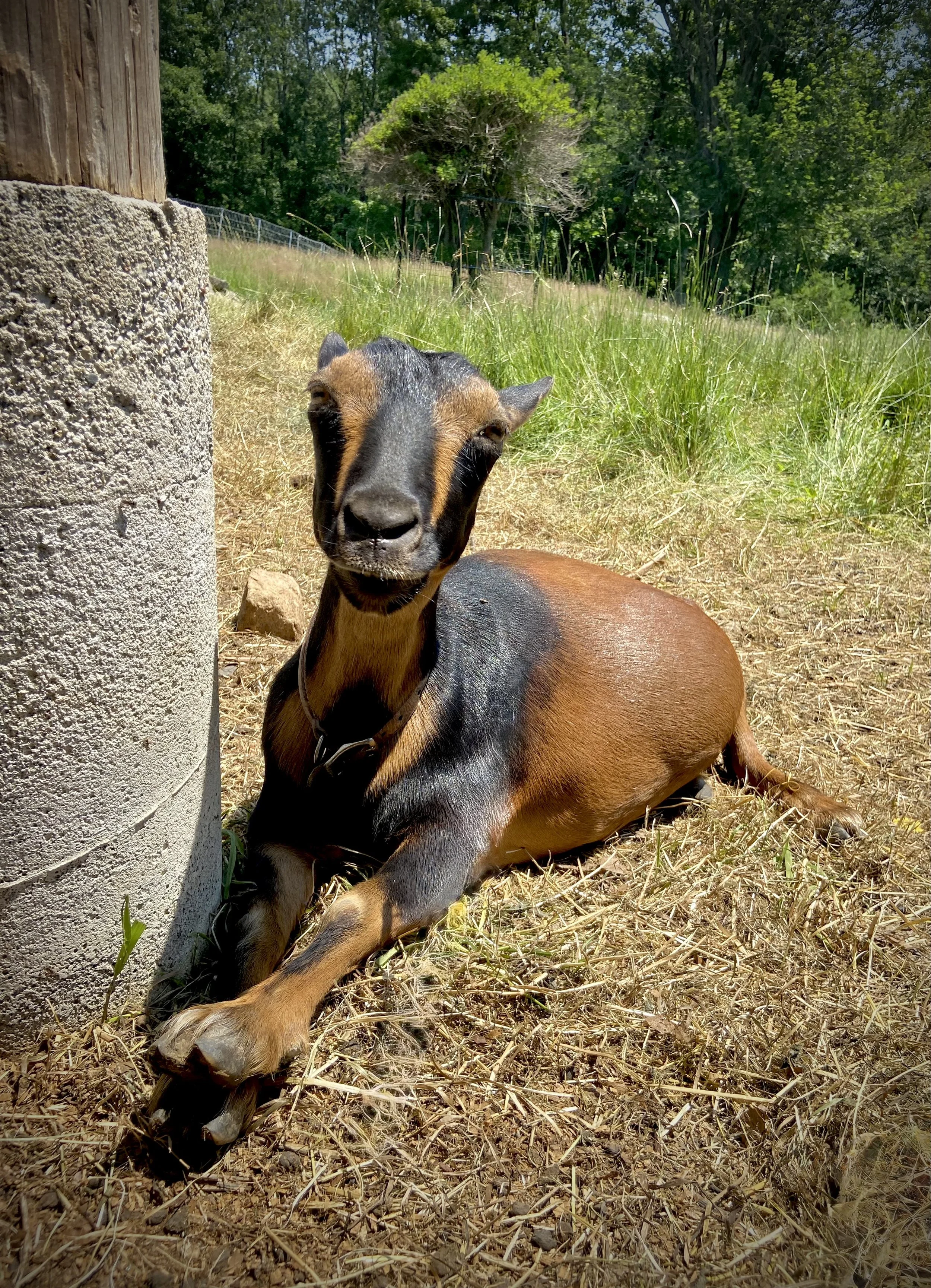6/30/26 Raimy during a heatwave 