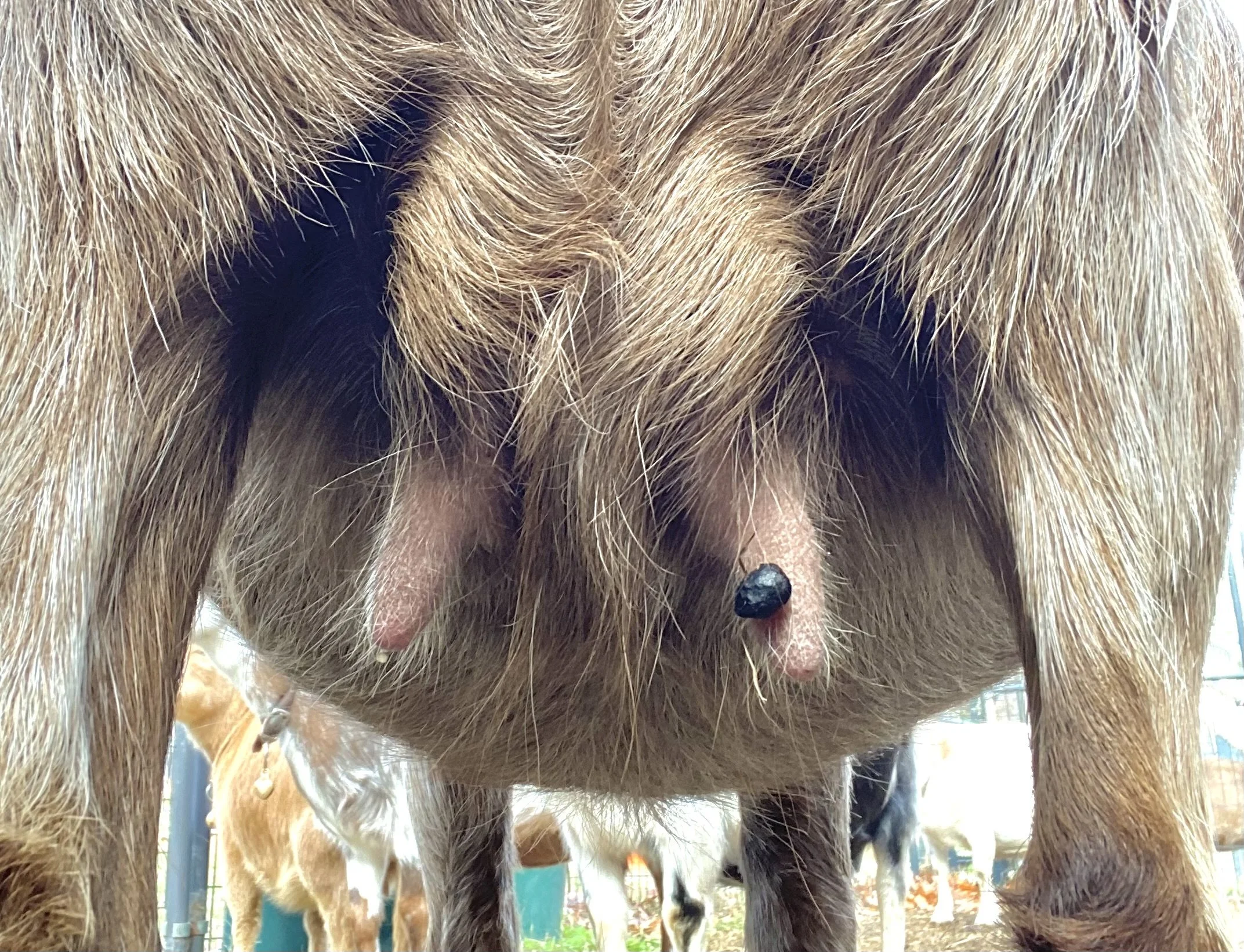Lovey wearing "teat jewelry". It is the latest fad. 11/20/25