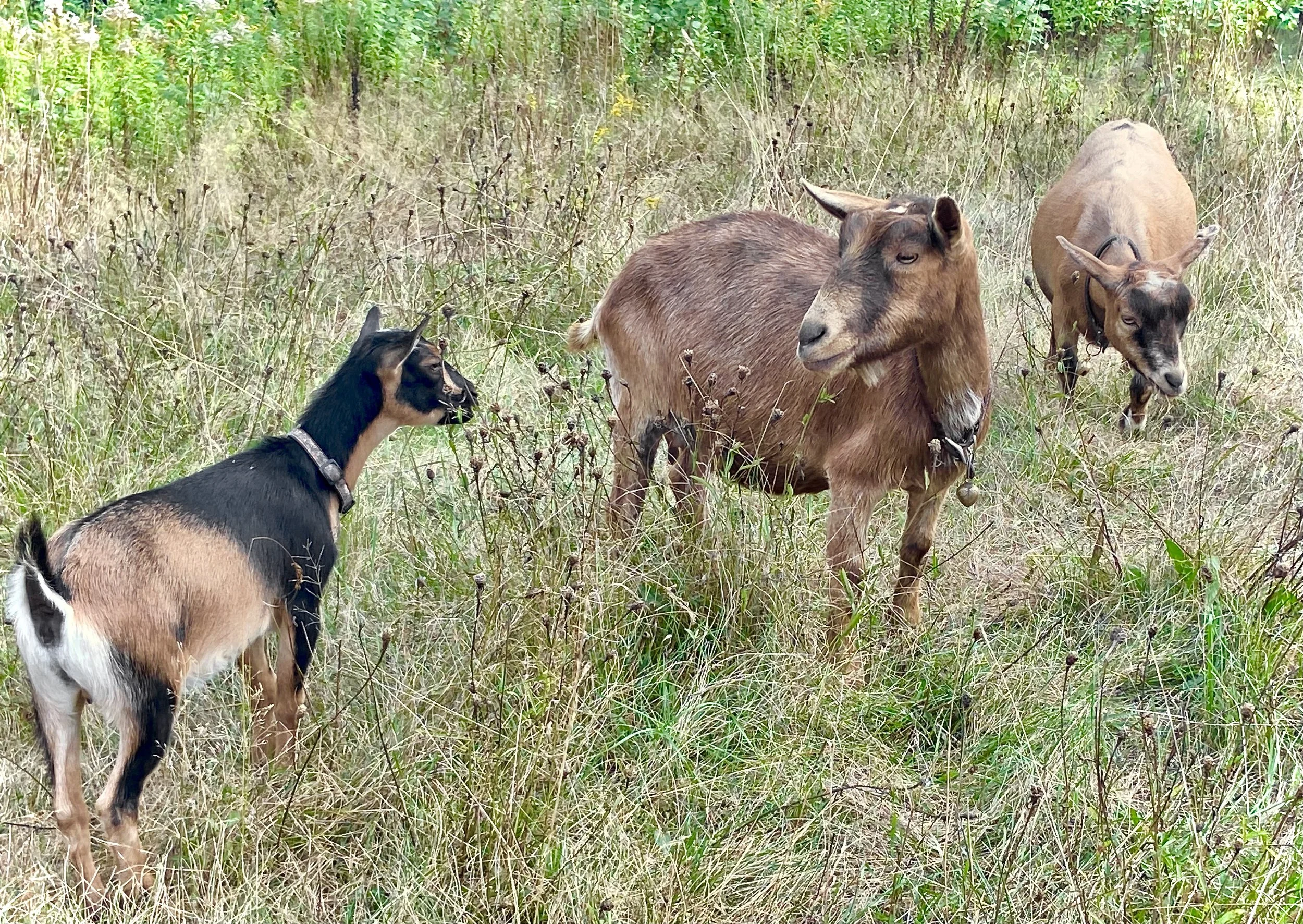 9/16/2025 three generations - Quinoa with her daughter; Coffee Milk and her grand daughter; Bashful Elk