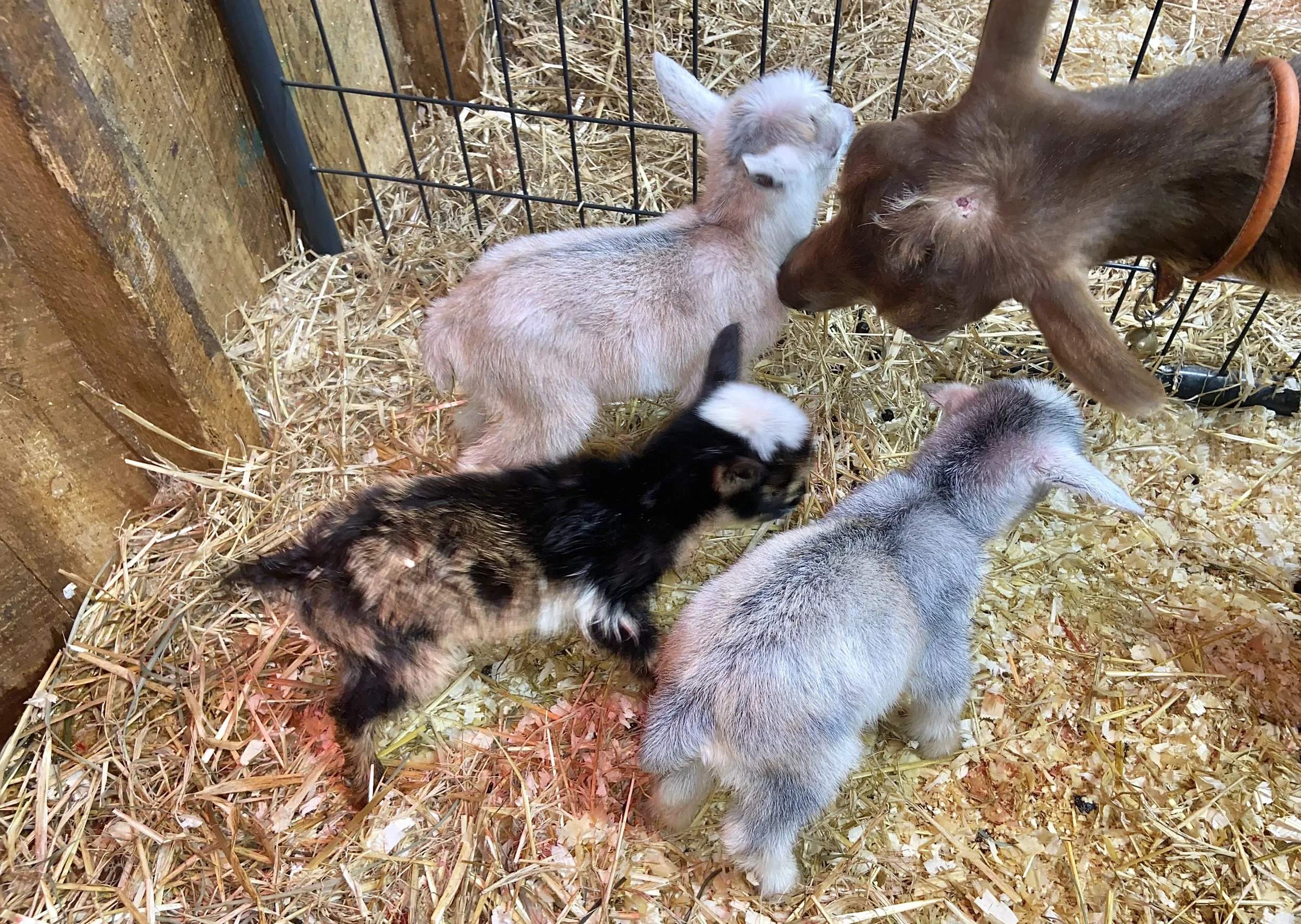 2/2/2025 Sweetie with her newborn triplets