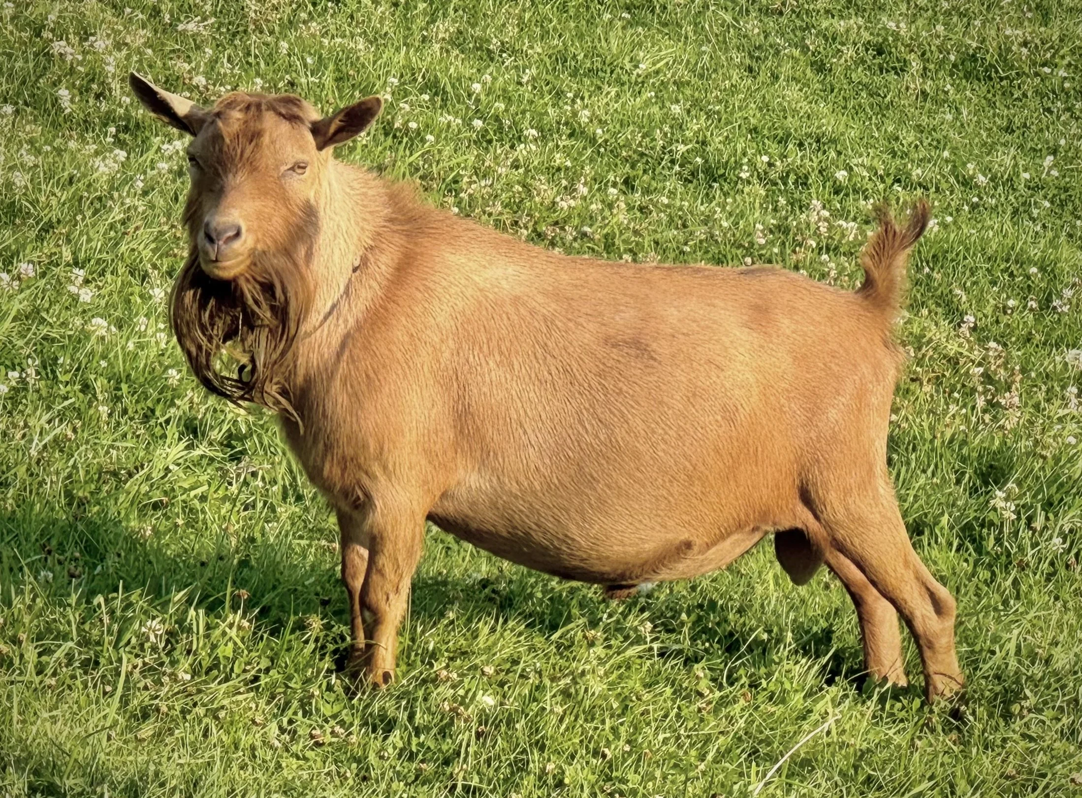 Teff as a 2.5 year old