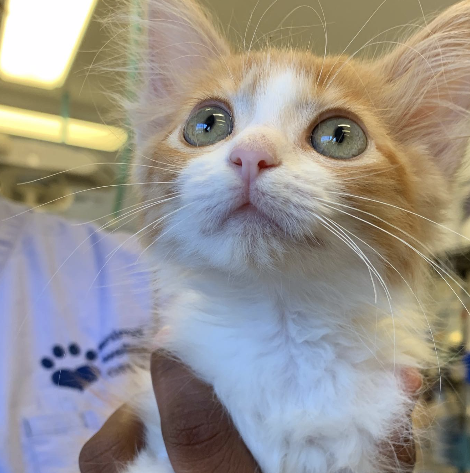 Nala kitty.png