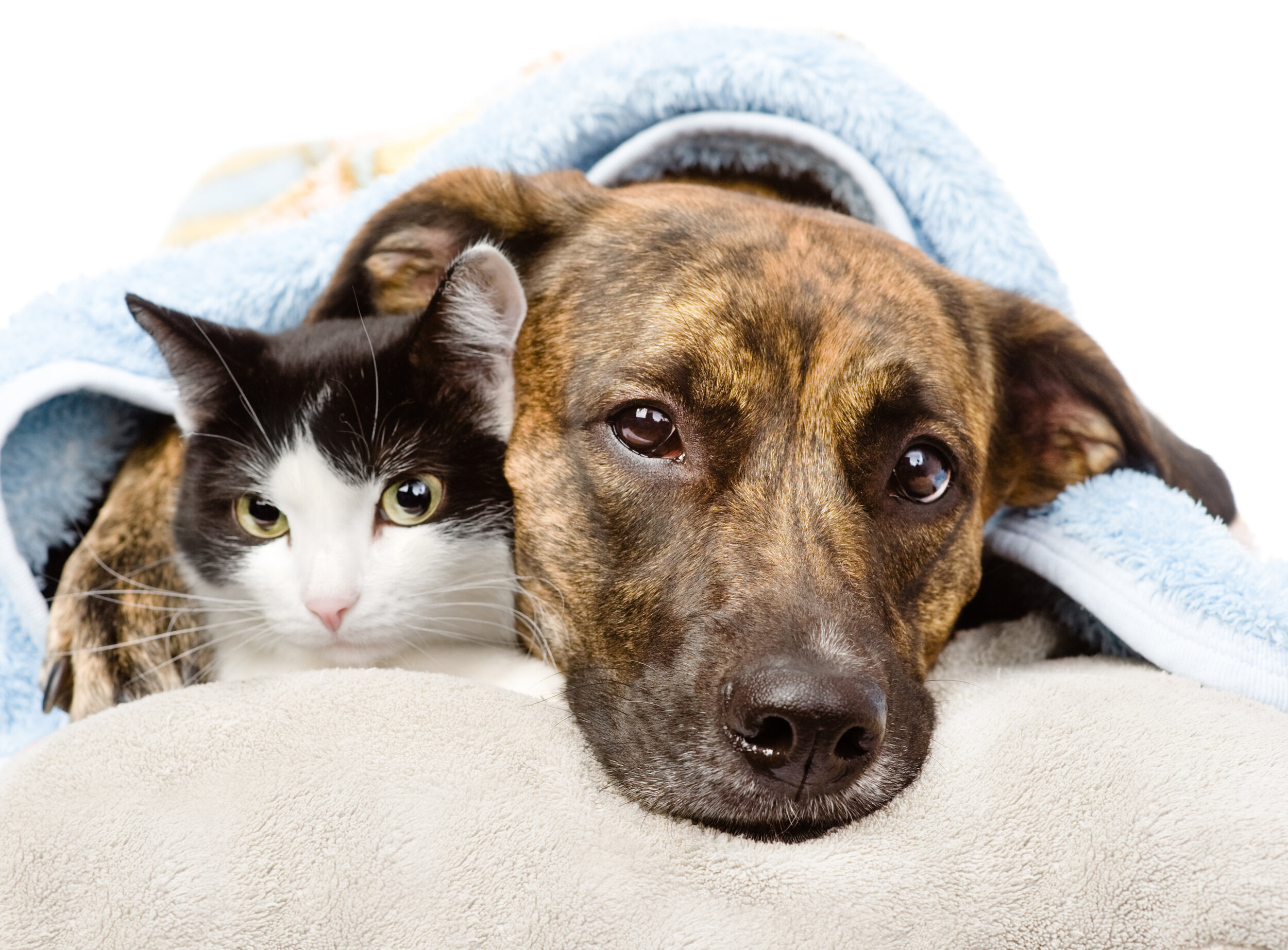 pitty. mix and cat.jpeg