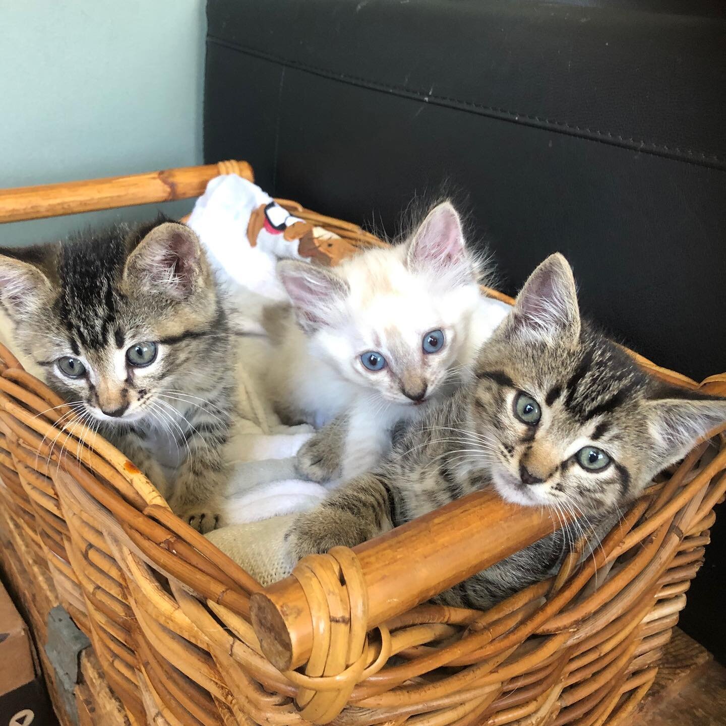 Congrats to the cutest litter ever for landing homes! From being rescued by volunteers in a construction site, living between pipes and leaves, to being safe, healthy and loved. Thanks to our wonderful volunteer team!