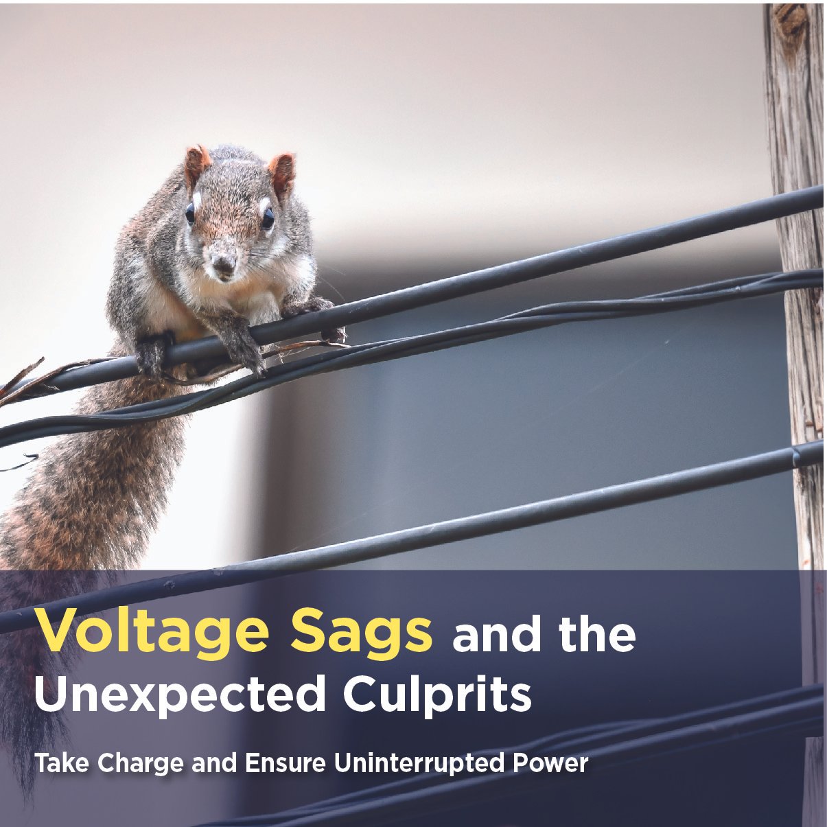 We’re Entering the Season of Costly Animal Antic - Squirrels, Birds & Power Lines