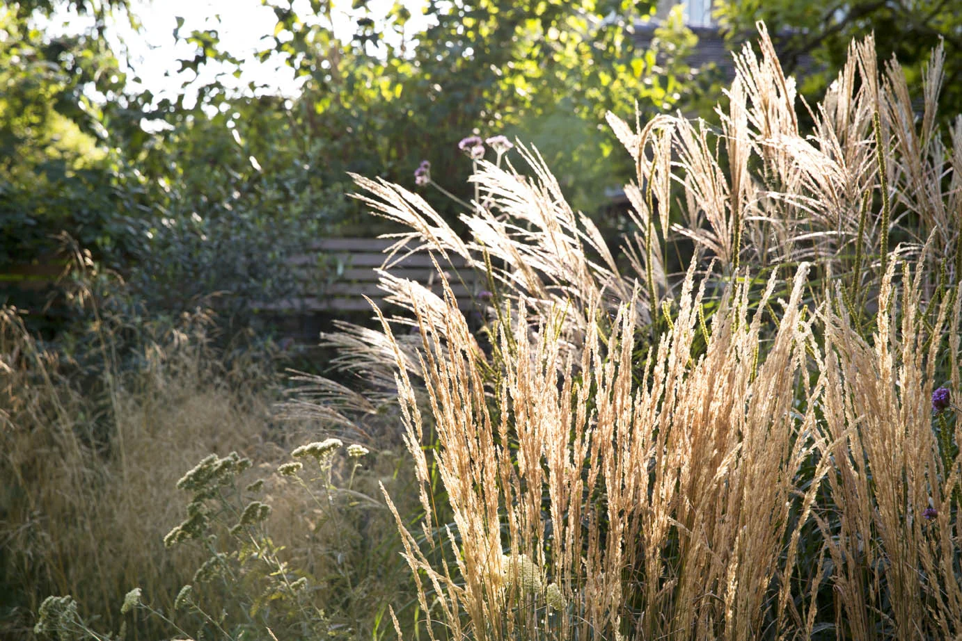 Lawn and borders a6 .jpg