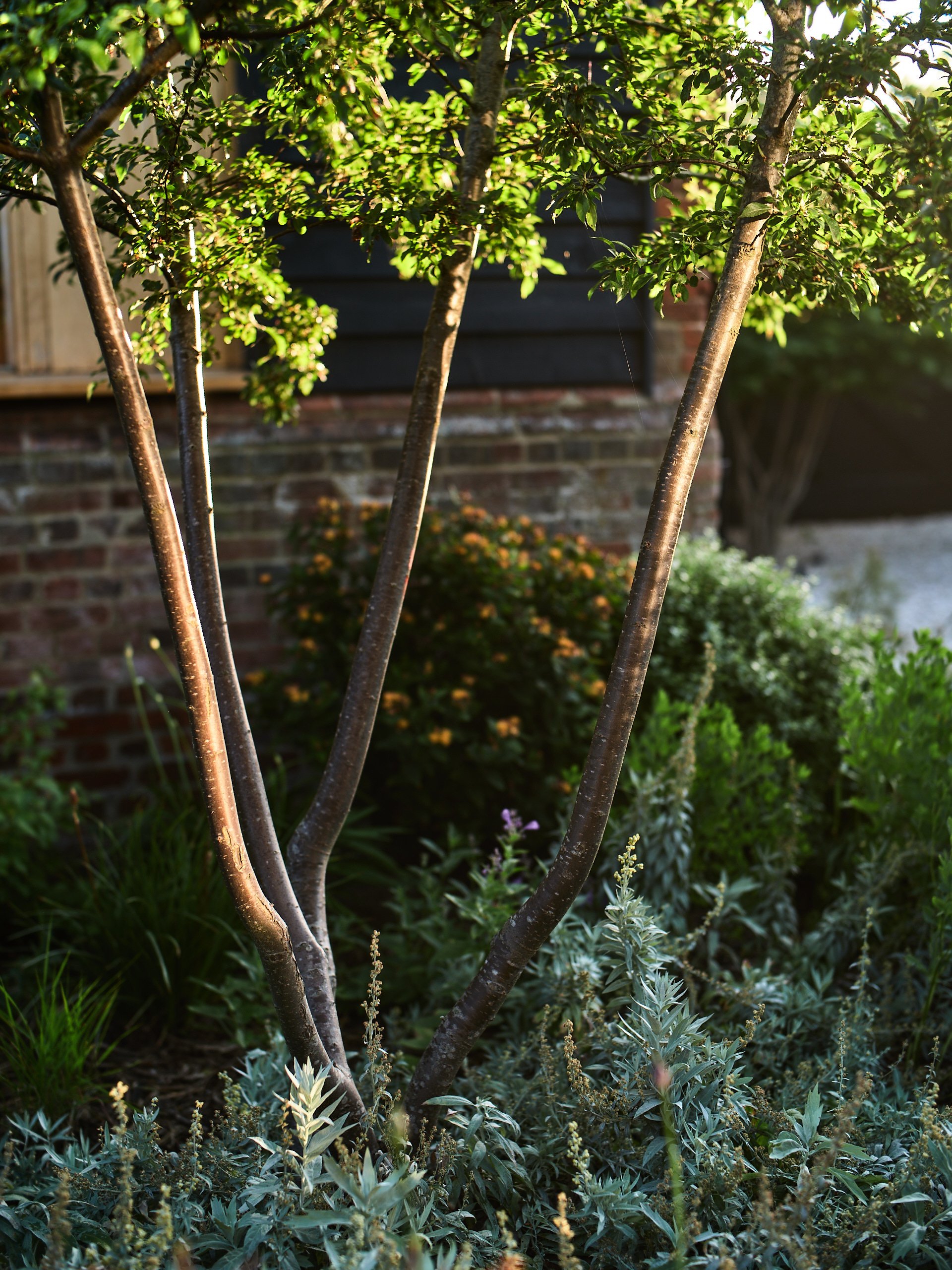 Fruit trees in the courtyard at Jankes Barn