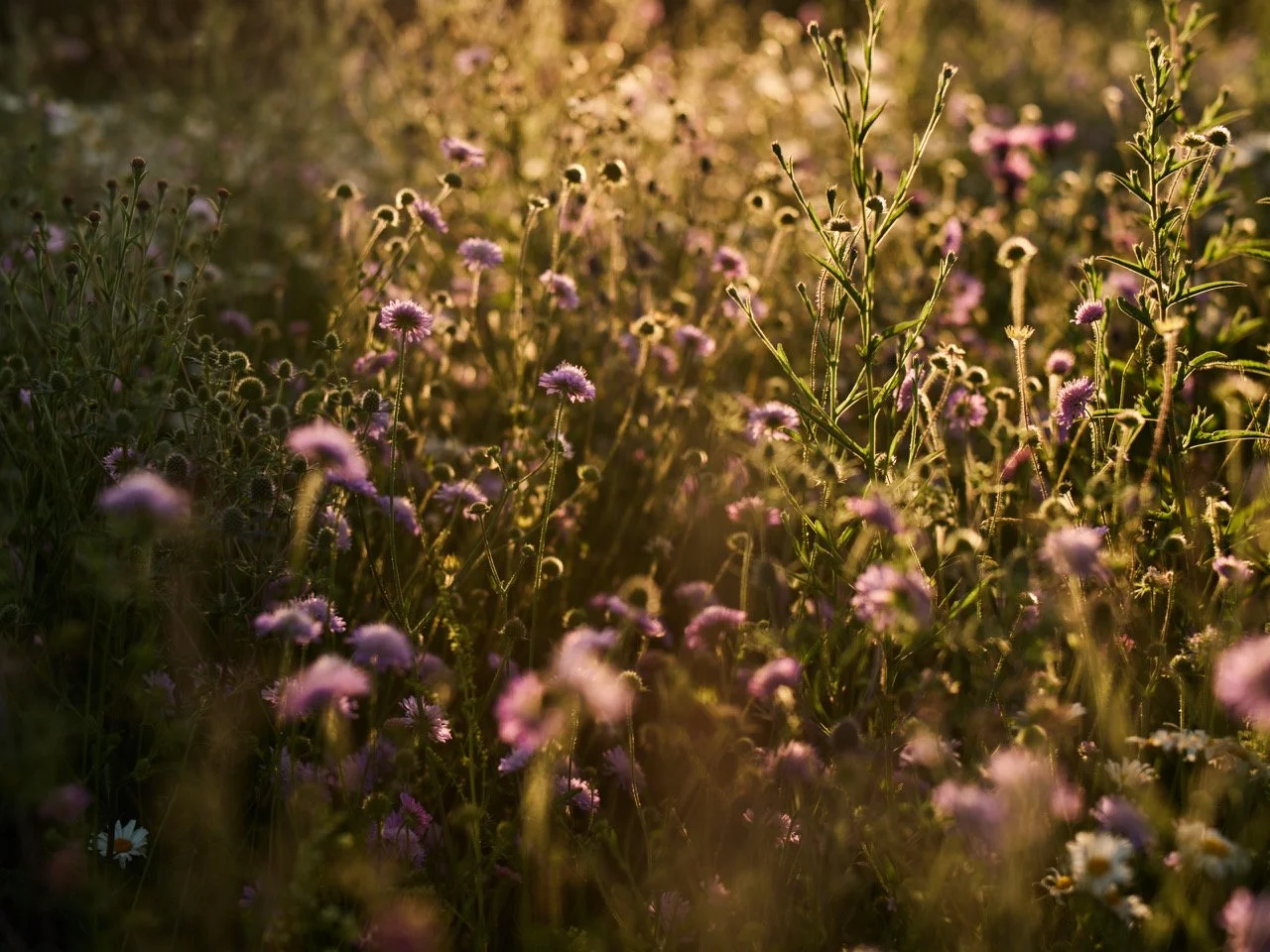Jankes Barn meadow detail