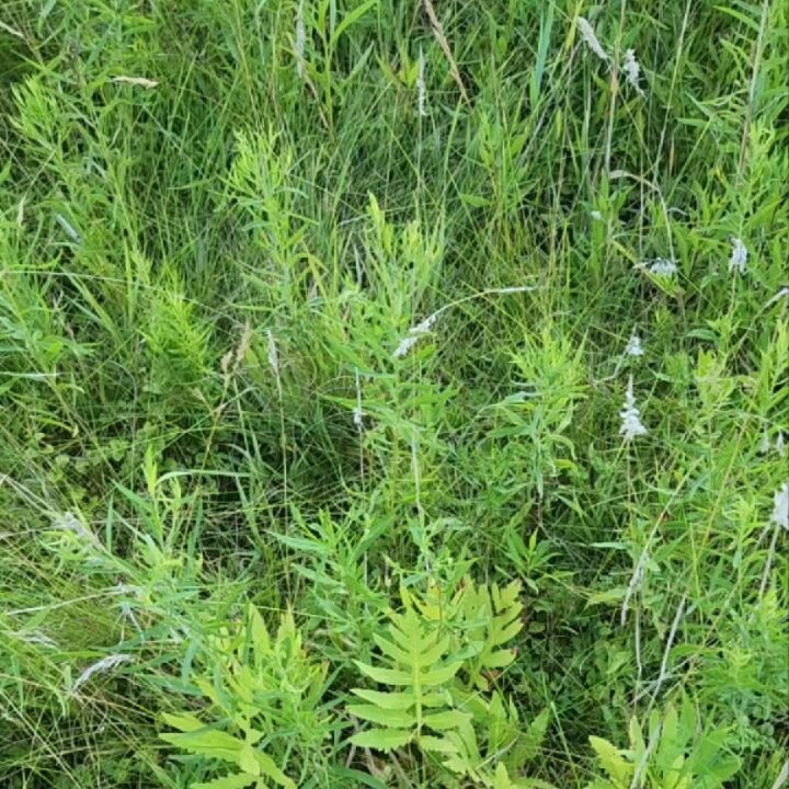 🌿Meadow mint for making teas &amp; foot soaks, lilies &amp; lace, while musing over teenagers...🌿
.
I sound bathed my 16 year old son &amp; his friend today.  Anxiety, depression, self worth, 'toxicity' in school &amp; the 'adult' world were all in