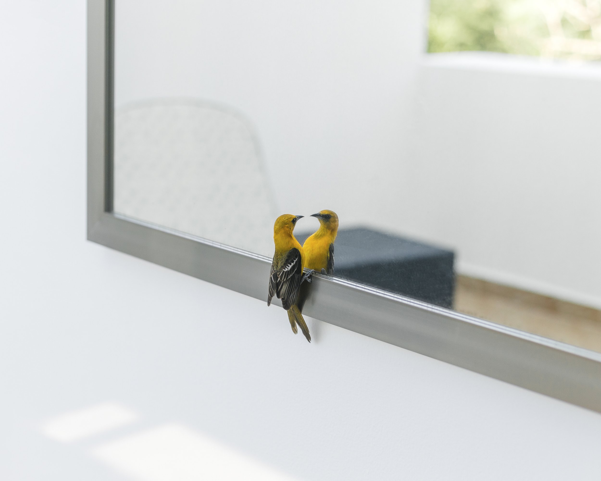 bird.jpg