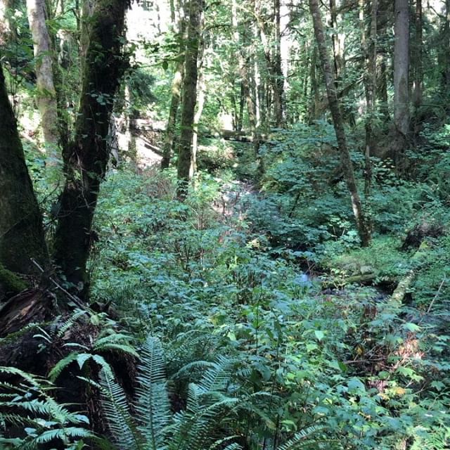 The forest and I are friends. ✨💚✨#forestbathing #forest #friends #beheld #healing #be #beherenow #love #nature #oregon