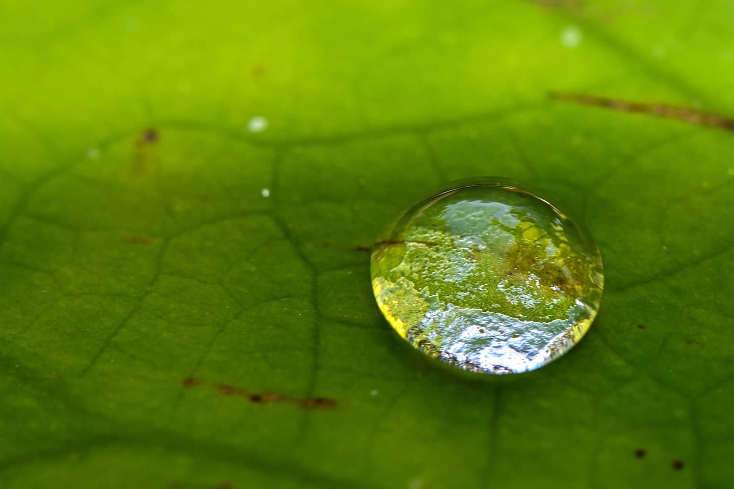 A droplet of water. I love the way the light hits it.
.
.
.
.
#photography #macro #macrophotography #105mm #nikon #nikonz50 #z50 #beverly #massachusetts #newengland #igersnorthshore #igersnewengland #light #water #waterdroplet #green #bubble #natgeoy