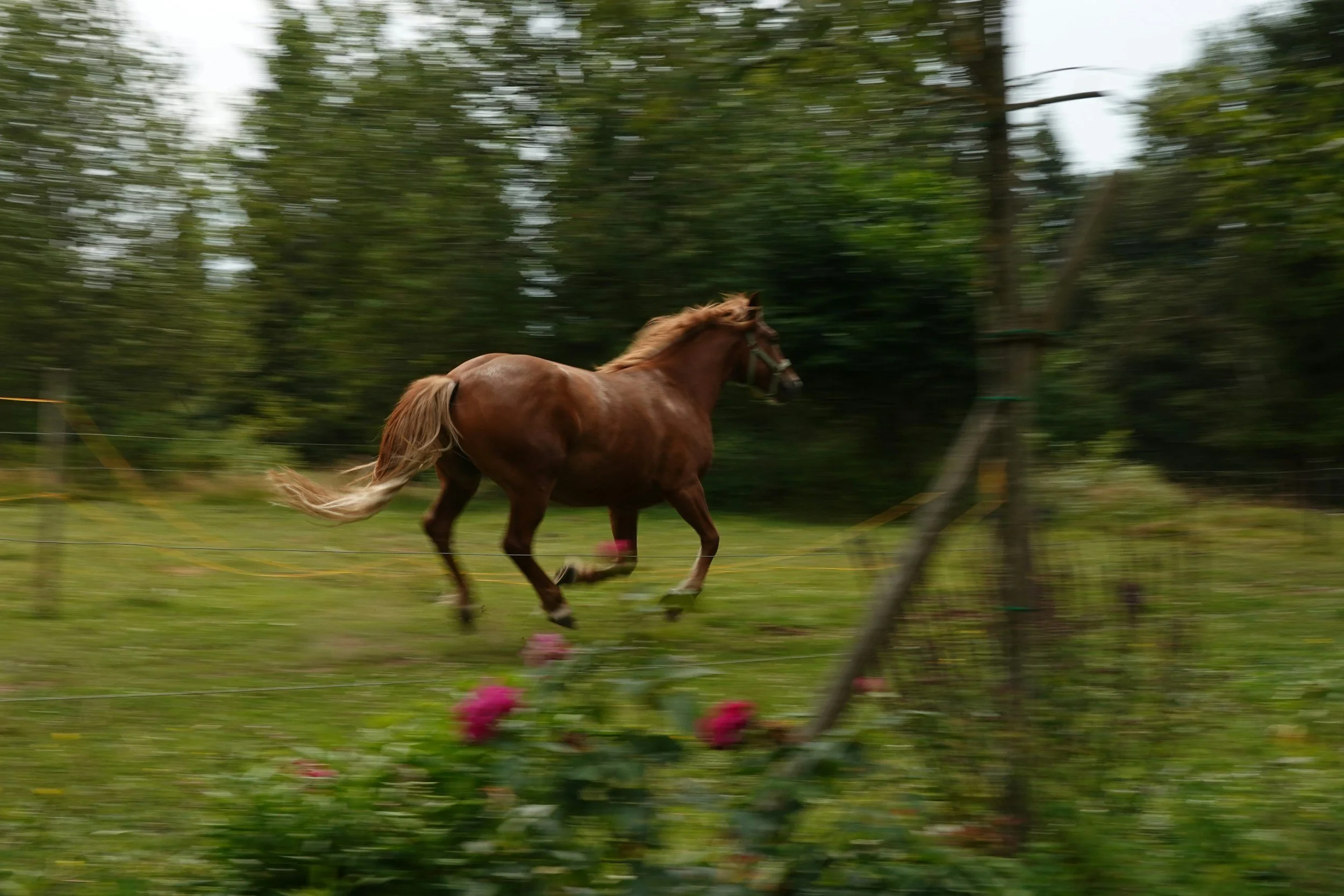 The year of the fire horse- setting new goals