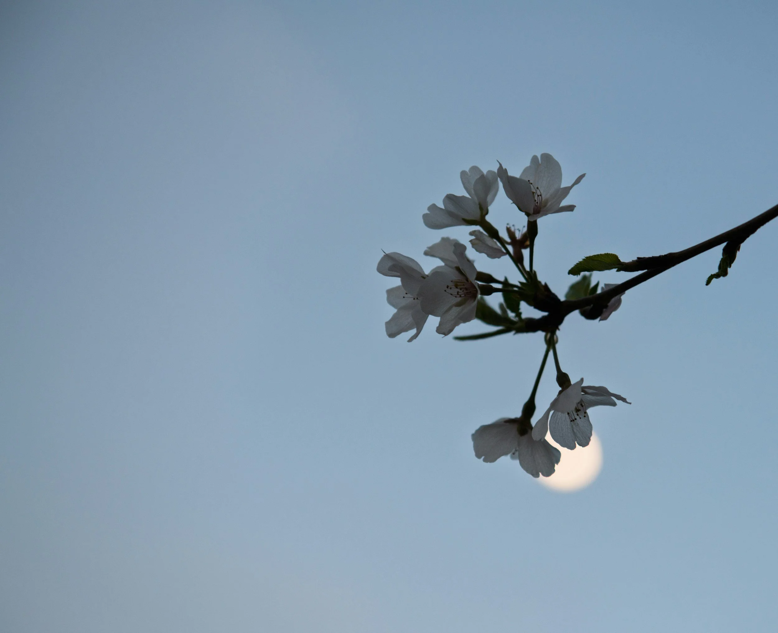 The Flower Moon