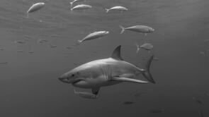 Take Me - Guadalupe Island