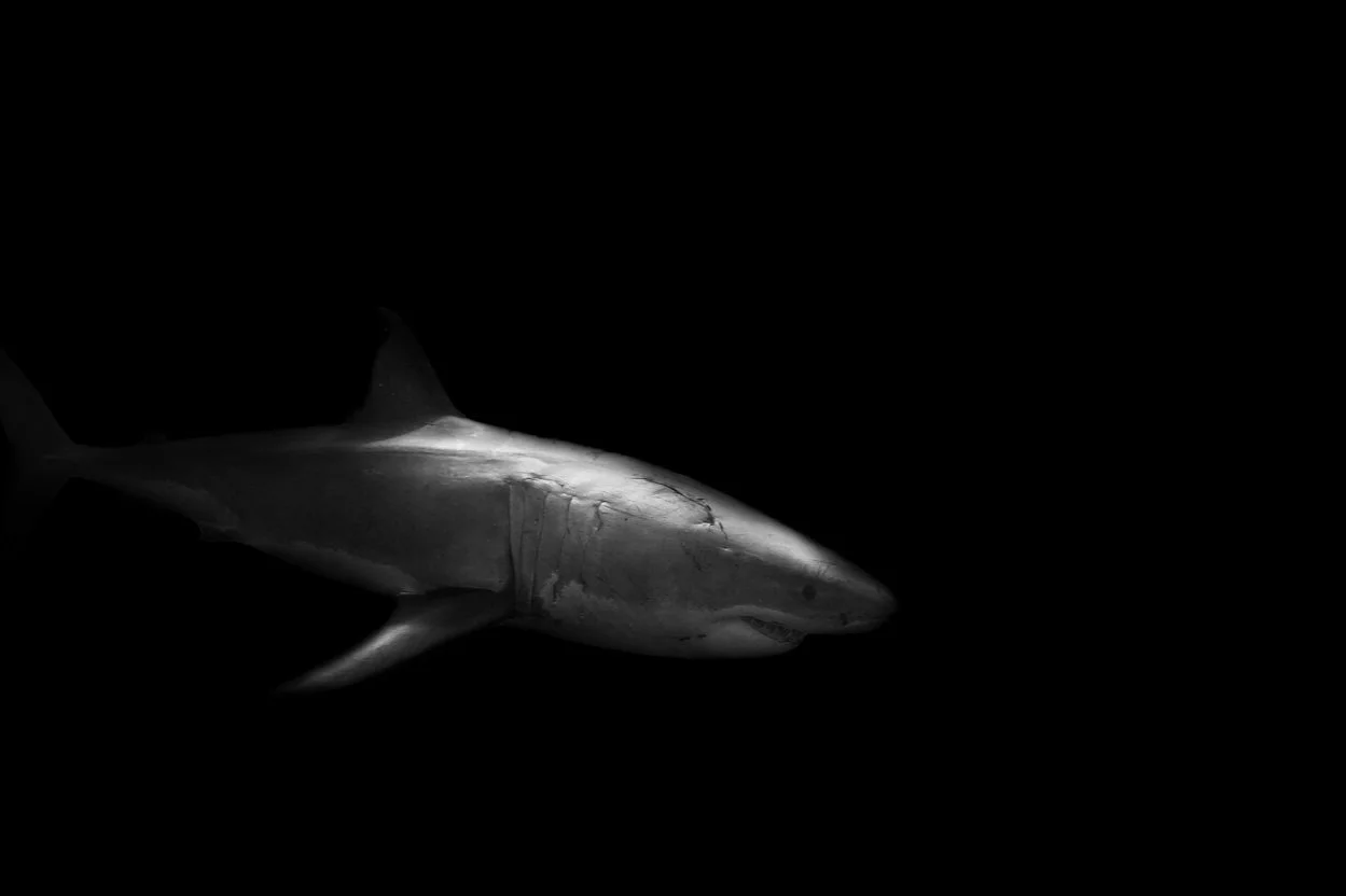 Shark+Dark.jpg