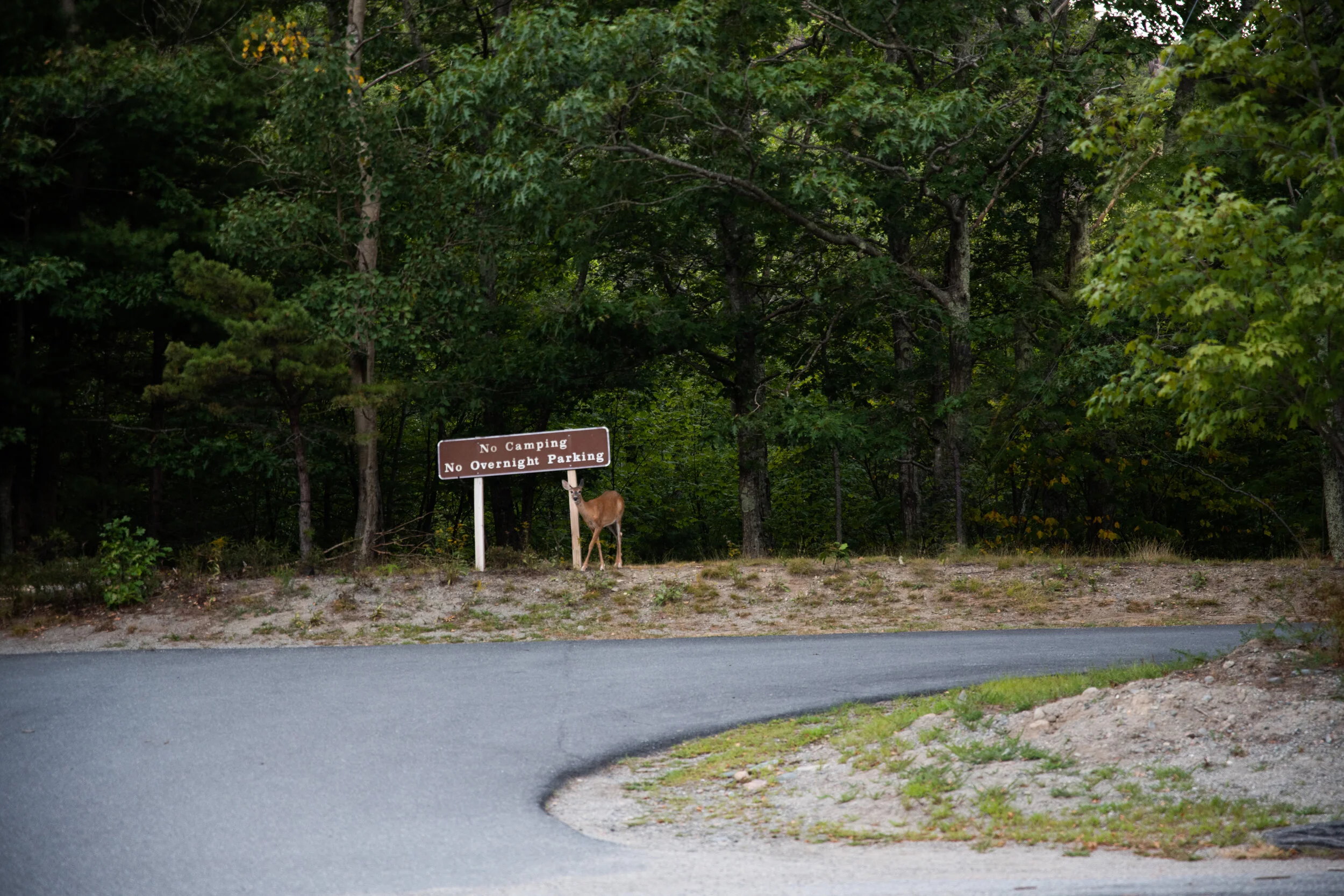 Maine-19.jpg