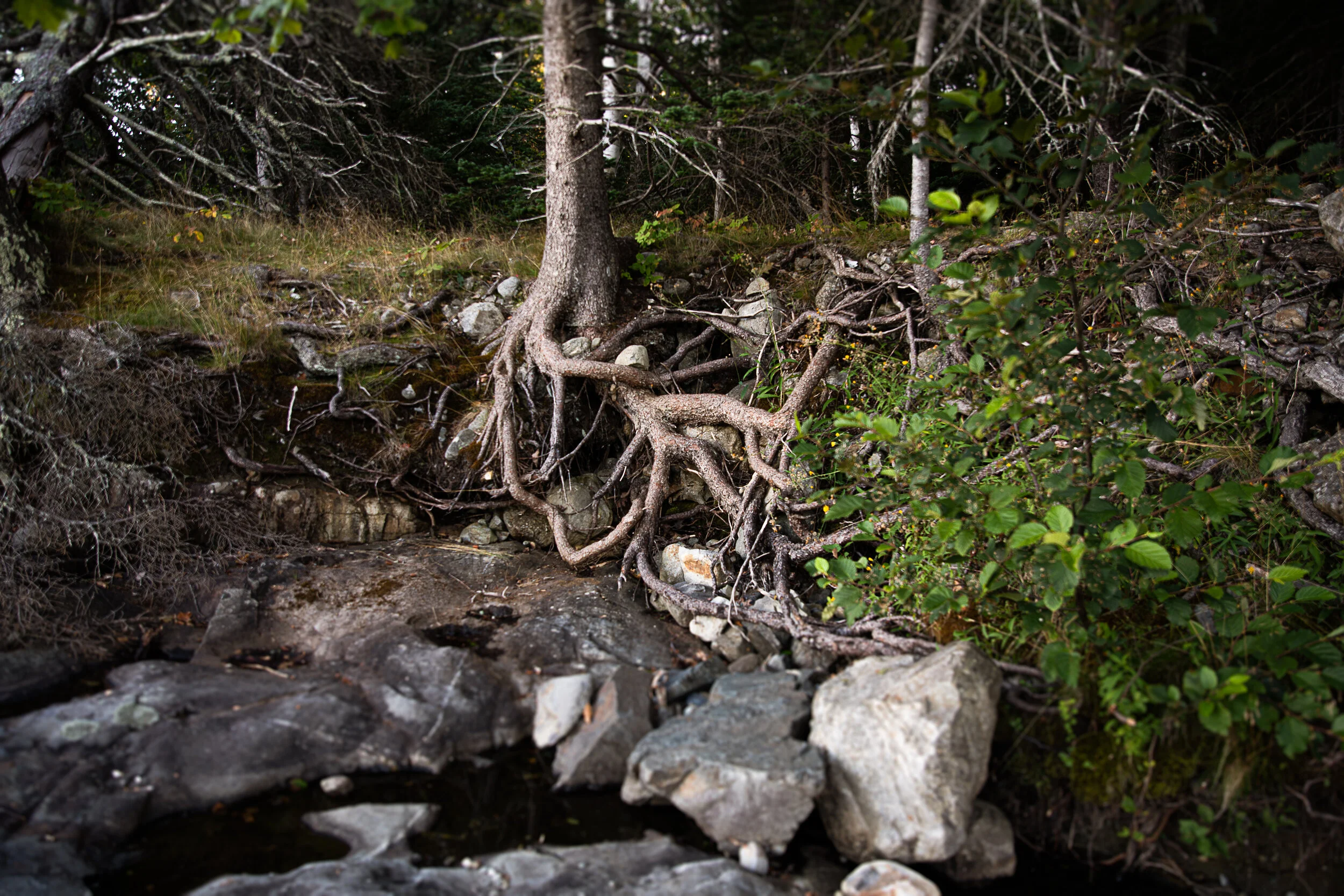 Maine-23.jpg
