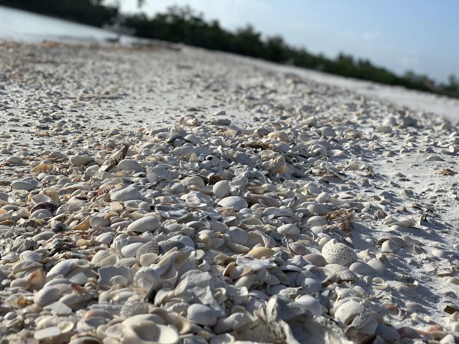 Marco Island Fishing Charters & Sightseeing Tours