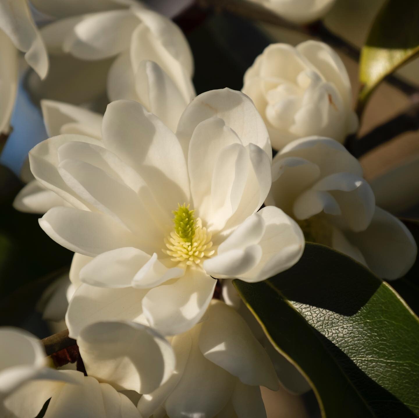 Aren&rsquo;t magnolias just about the dreamiest flowers in the garden right now? Be still my 💙

.
.
. 
.
#myfujilove #FujifilmX_US #FujifilmX_Seattle #fujifilm #fujifilmxt3 #fujifilm_northamerica #earthdayeveryday #gardens #botanicalgardens #magnoli