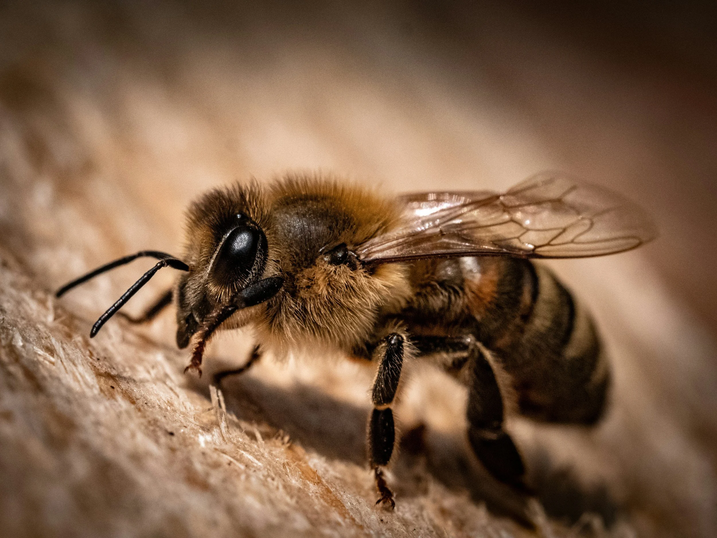 Honeybee Mechanorganic