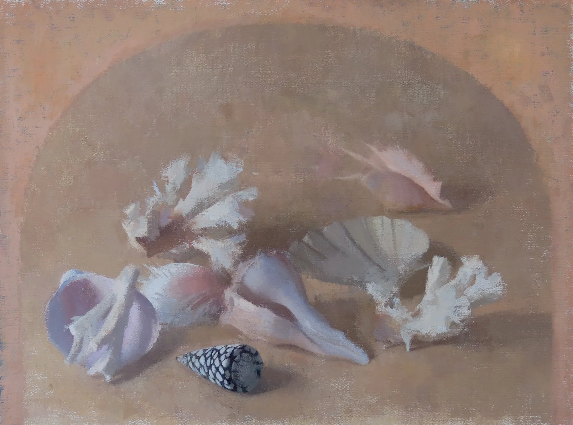 Mollusk shells and coral medium.JPG