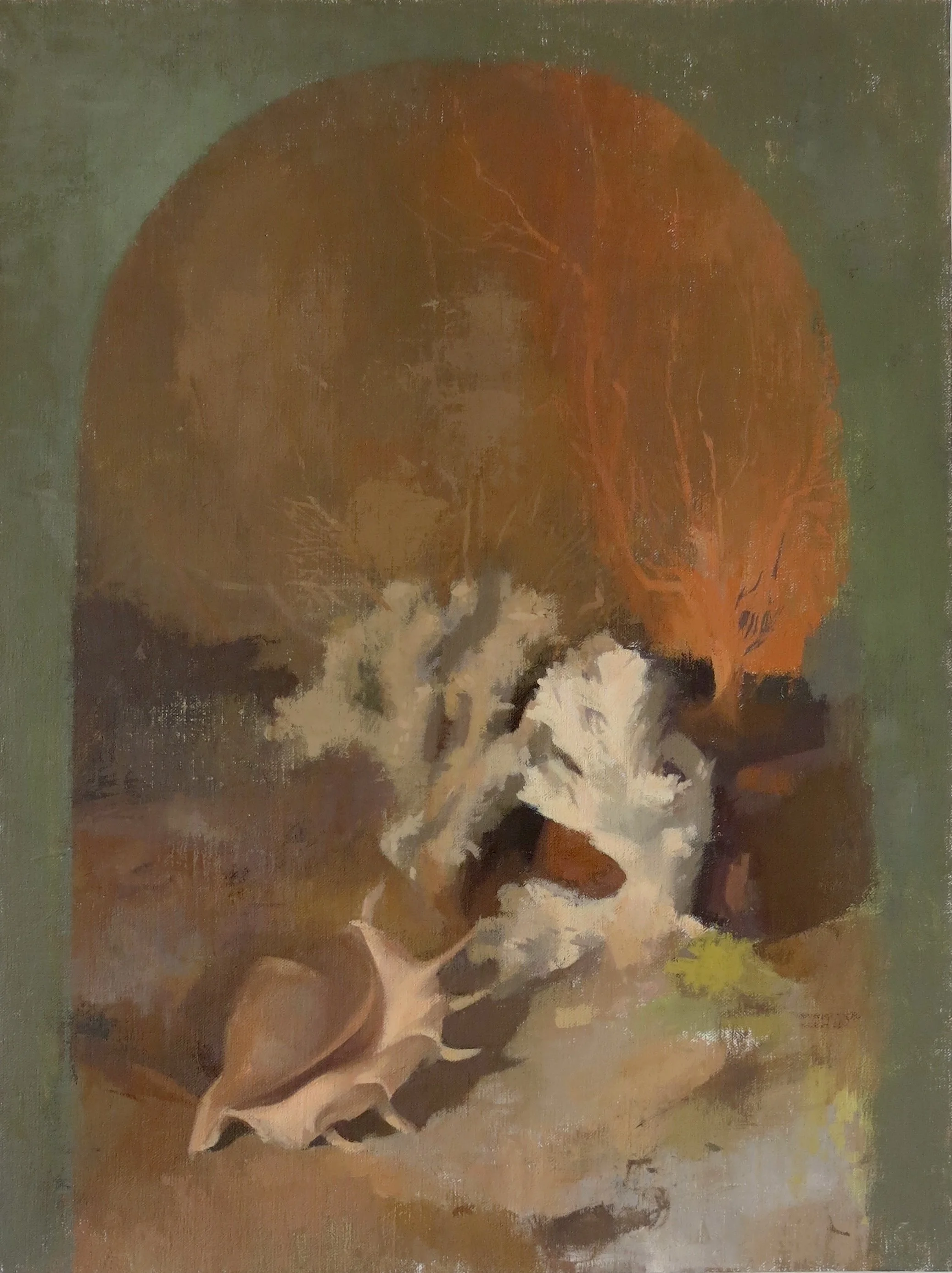 Spider Conch (1).JPG