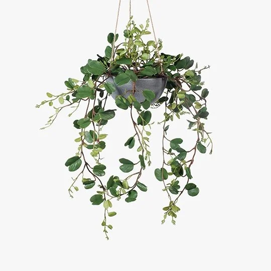 Hoya Hanging Pot - 65cm length