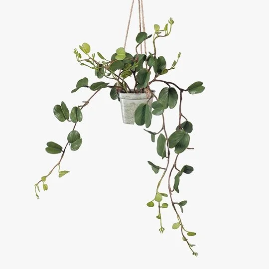 Small Hoya pot - 45cm