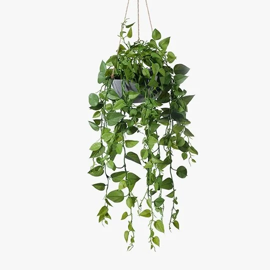 Philodendron Hanging Pot - 65cm length