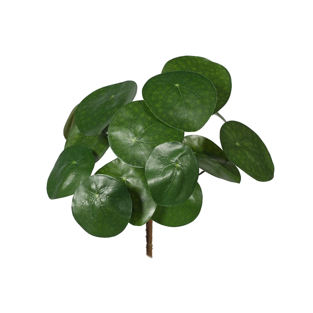 chinese money plant.jpg