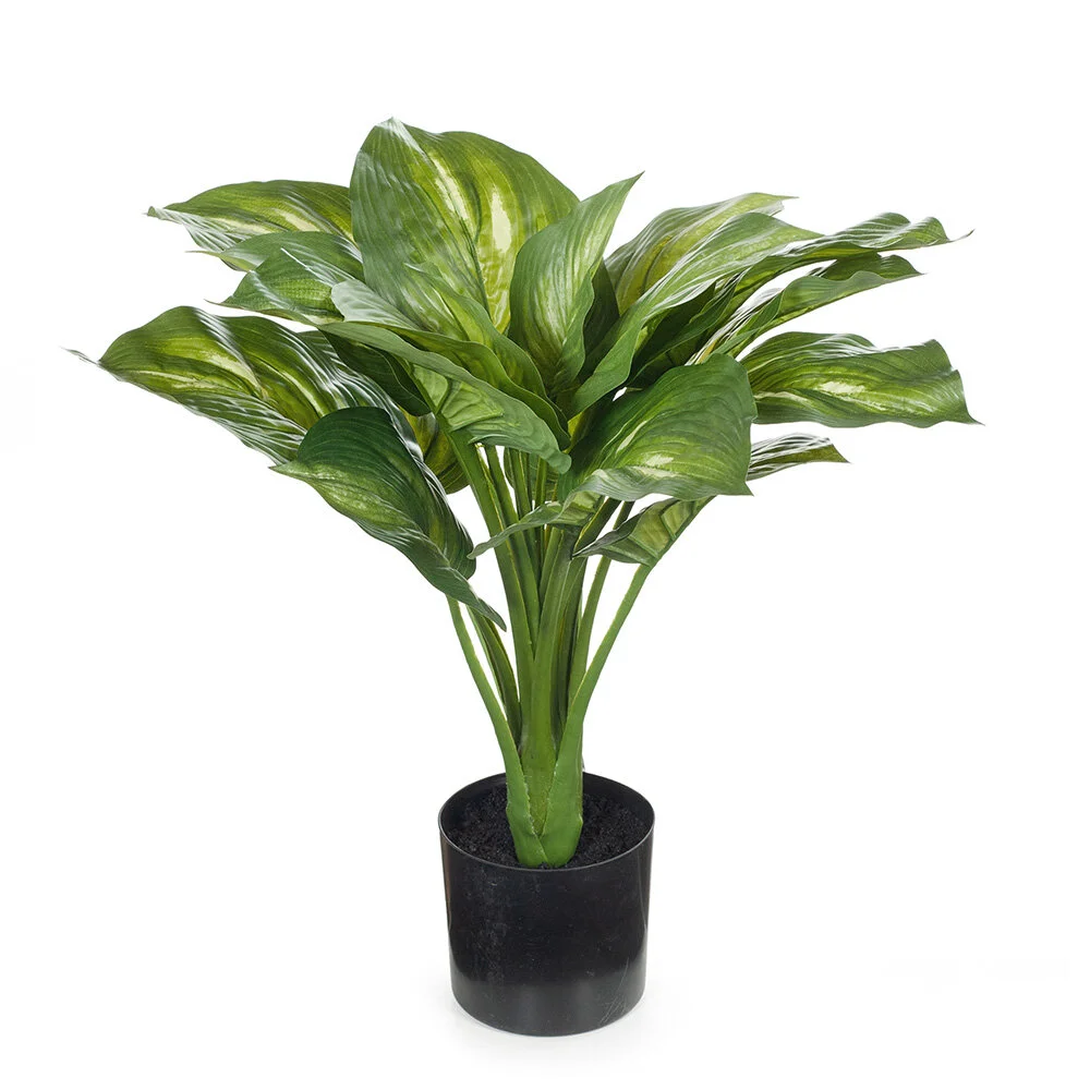 Hosta Plant 50cm due end July 