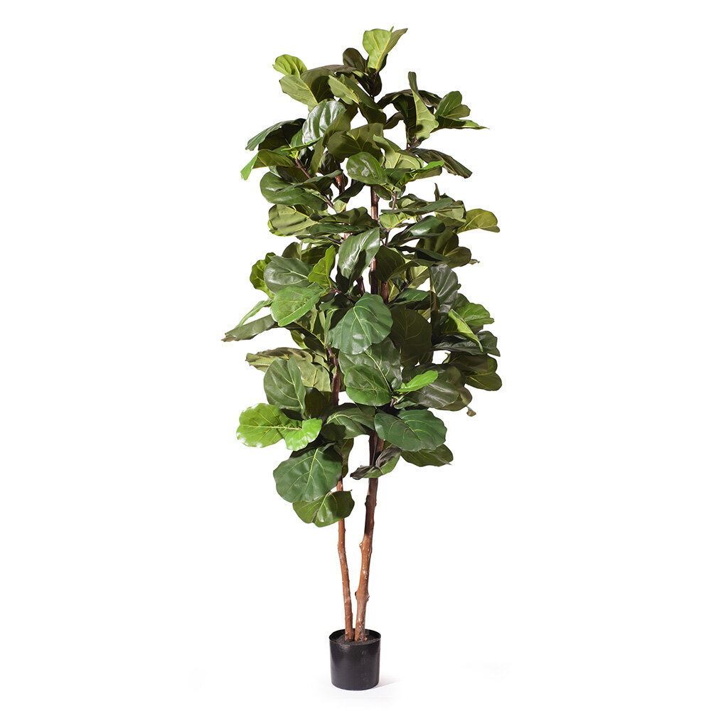 Fiddle leaf 243cm