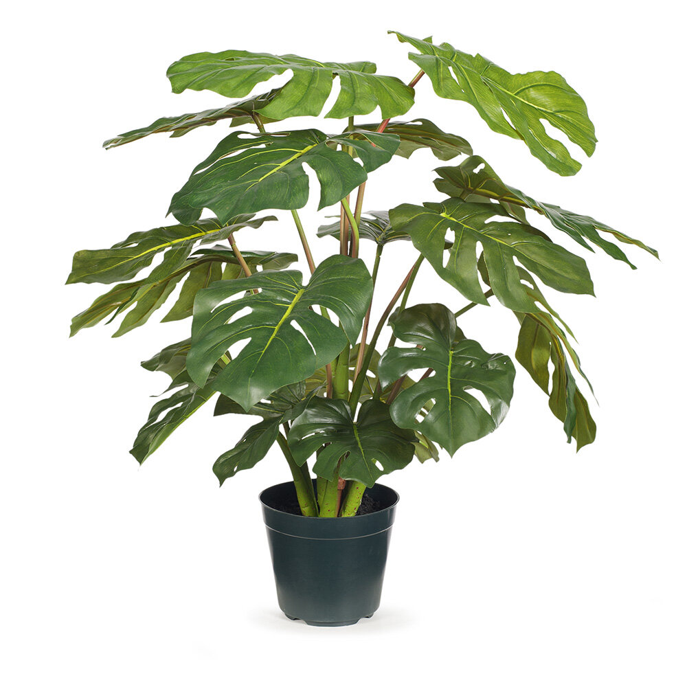 Monstera Plant 66cm high