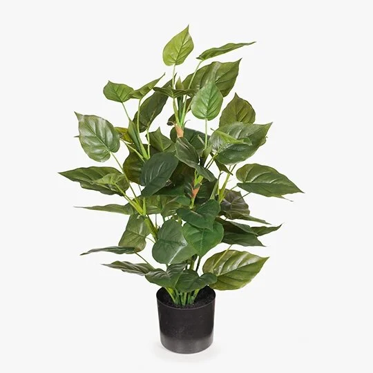 Philodendron Plant 61 cm