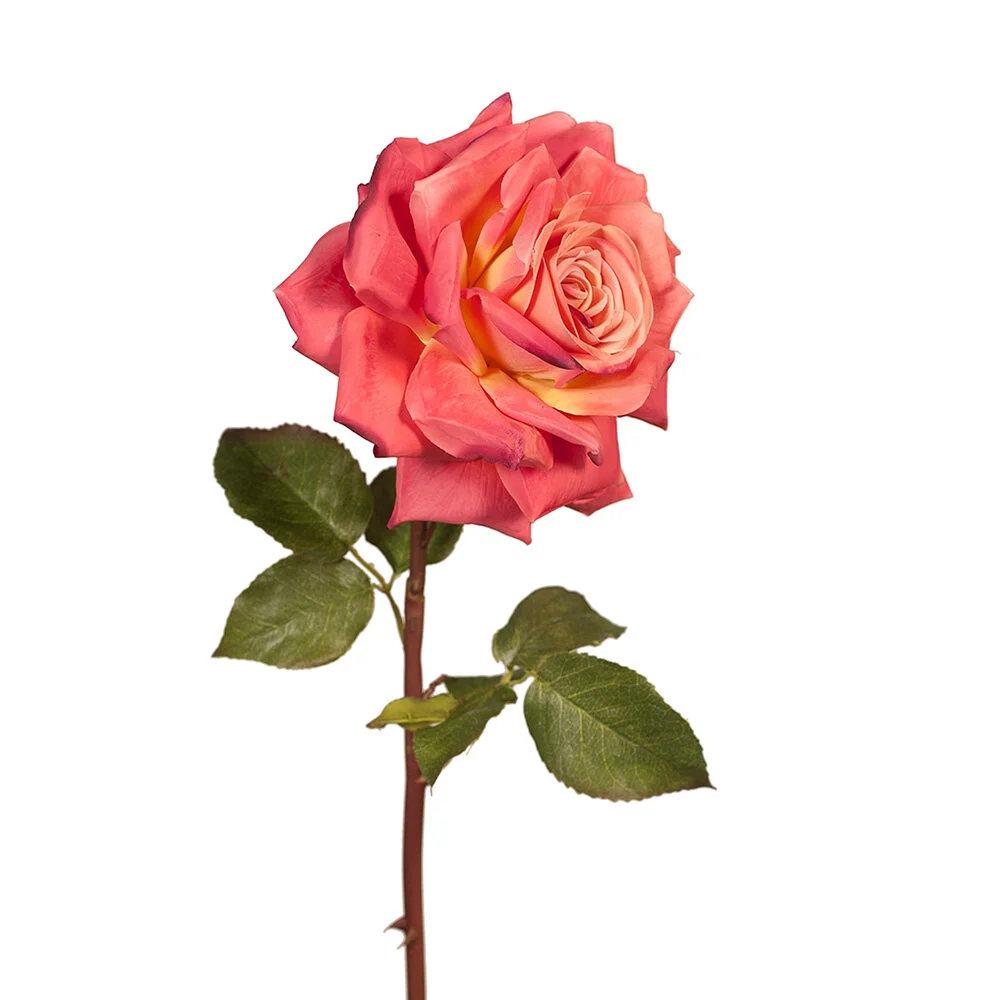 Stella Rose Burnt Orange 51cm