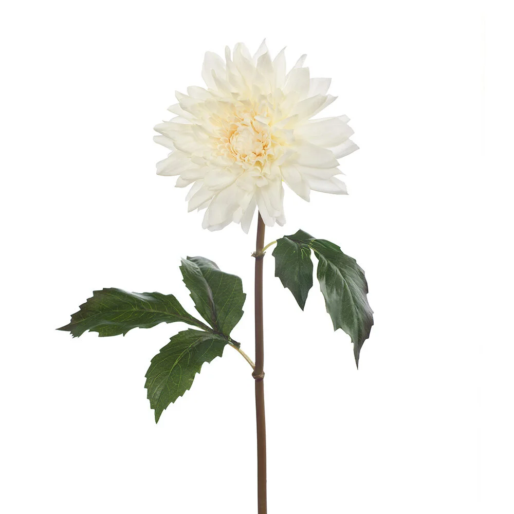 dahlia ivory 50cm L