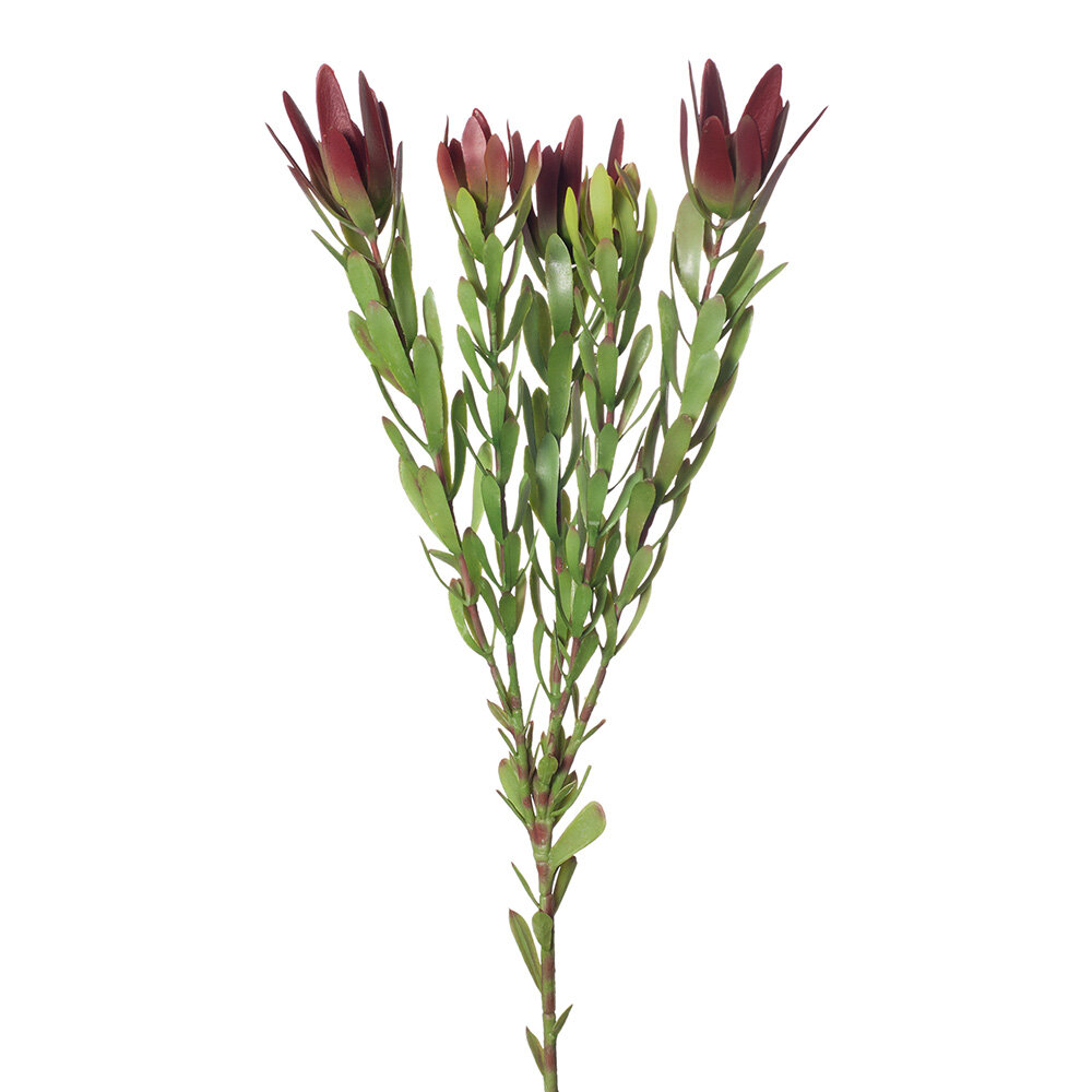 Brugandy Leucadendron 82cmL