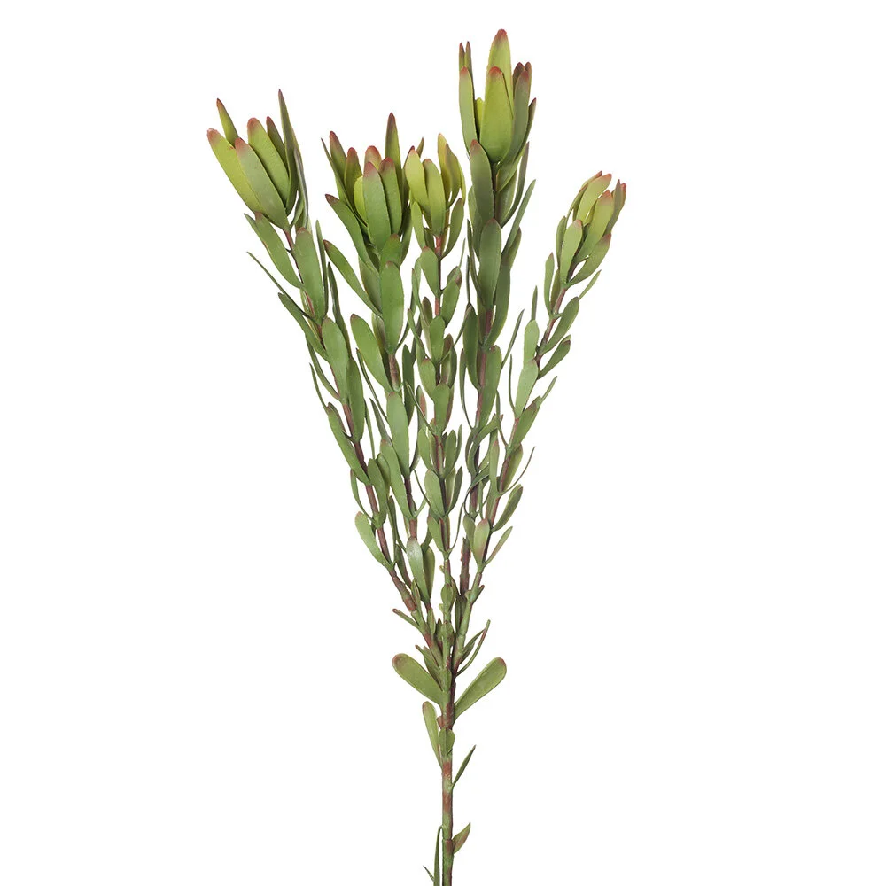 Green Leucadendron 82cmL