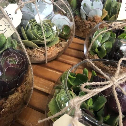 Succulents in Glass Fish bowl